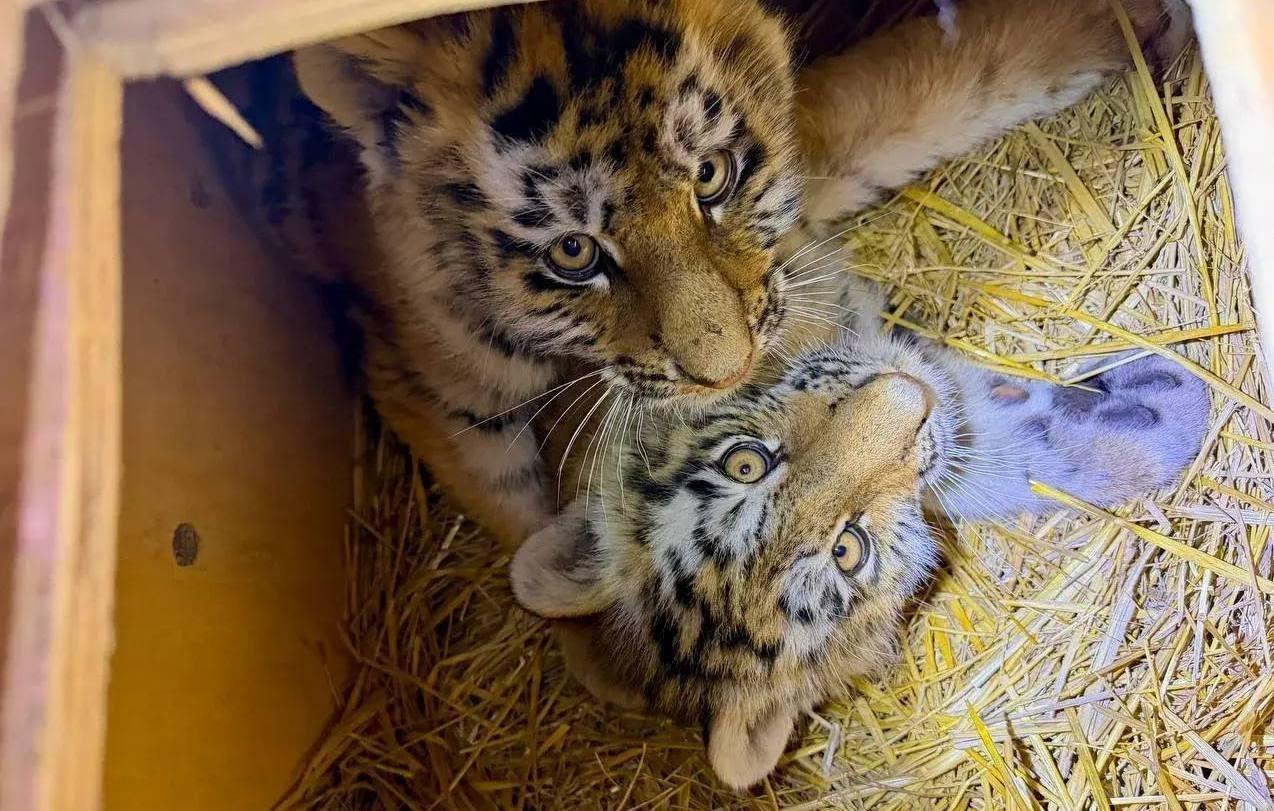 Трагическая история развернулась в Приморском крае, где из четырех найденных амурских тигрят выжить удалось лишь двоим. 