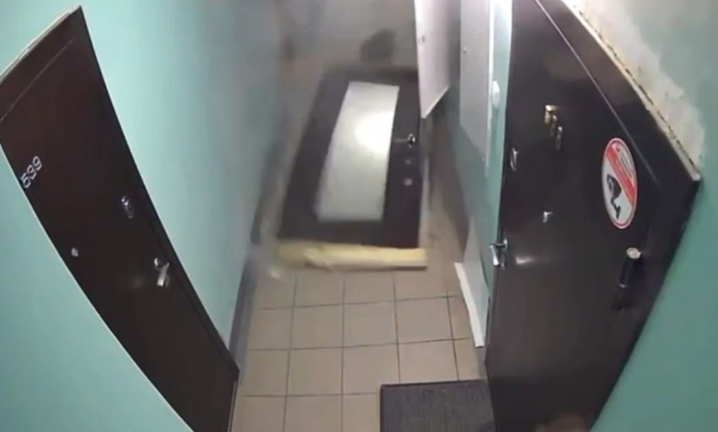 Собака взорвала квартиру в Новосибирске