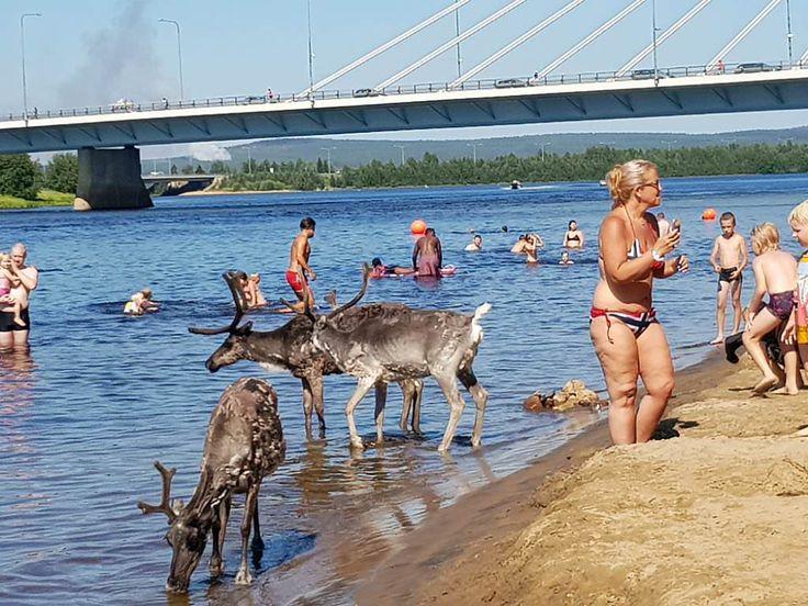 Скандинавию охватило рекордное жаркое лето — учёные предупреждают о рисках изменения климата