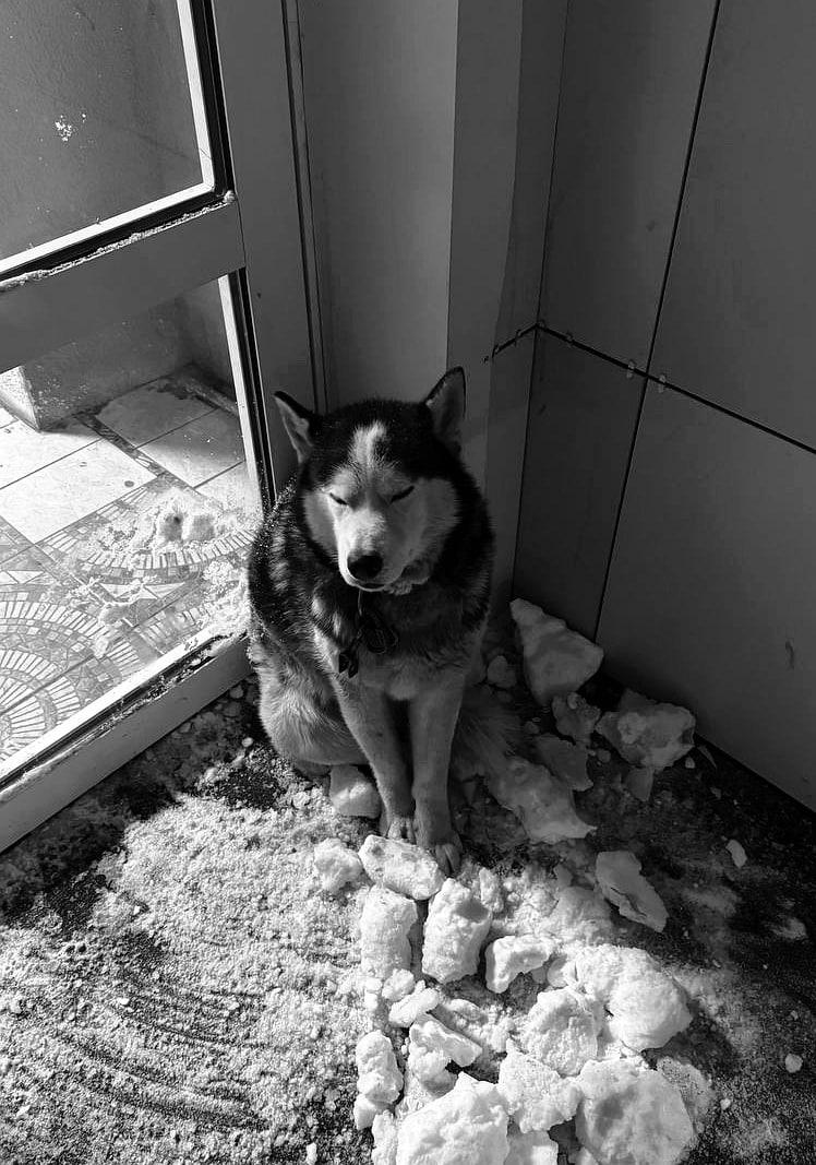 «Отгоняли снежками» — смерть собаки в Омске обернулась скандалом