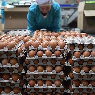 От ажиотажа к обвалу: цены на яйца в России резко снизились