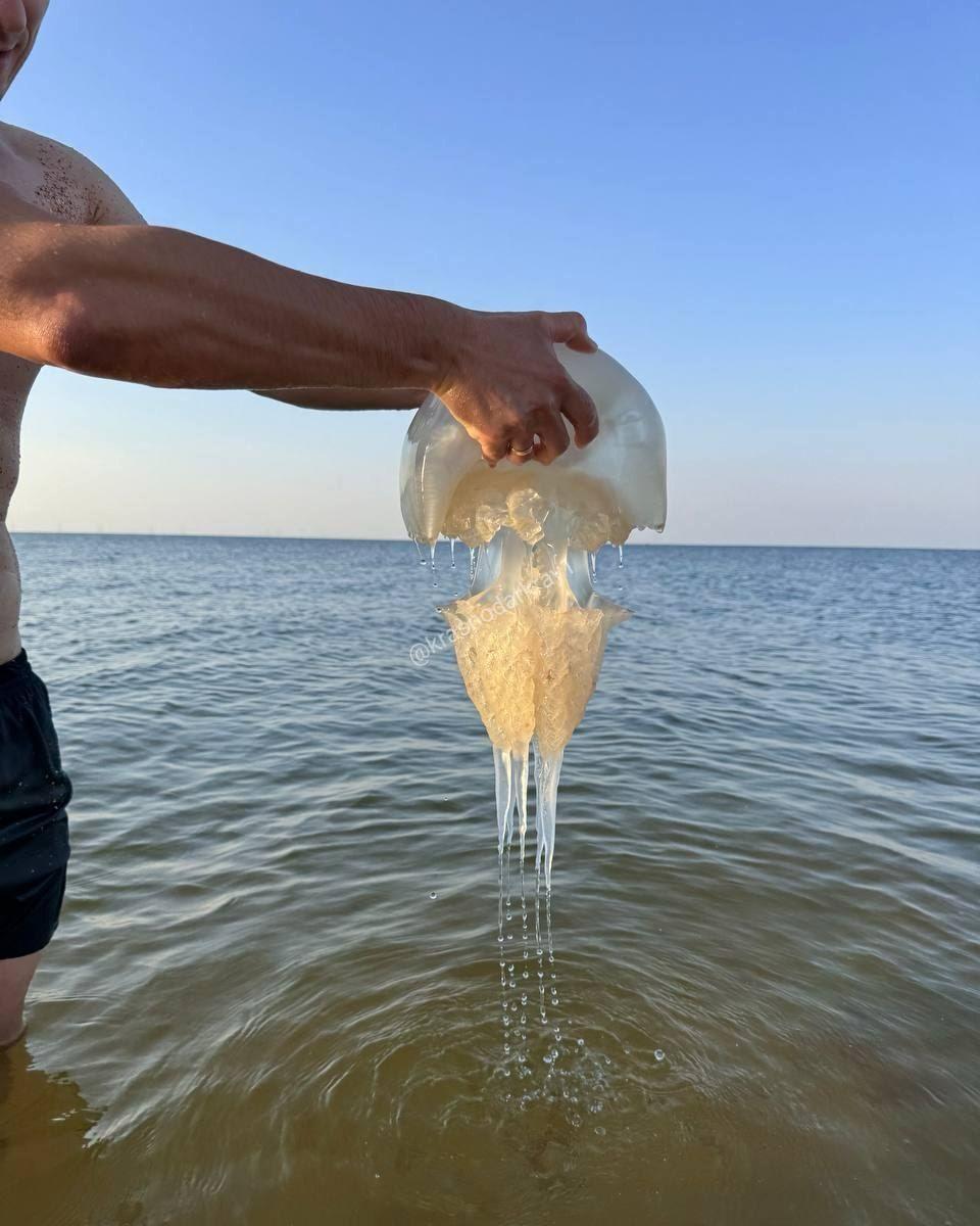 Ядовитые медузы заполонили побережье Азовского моря