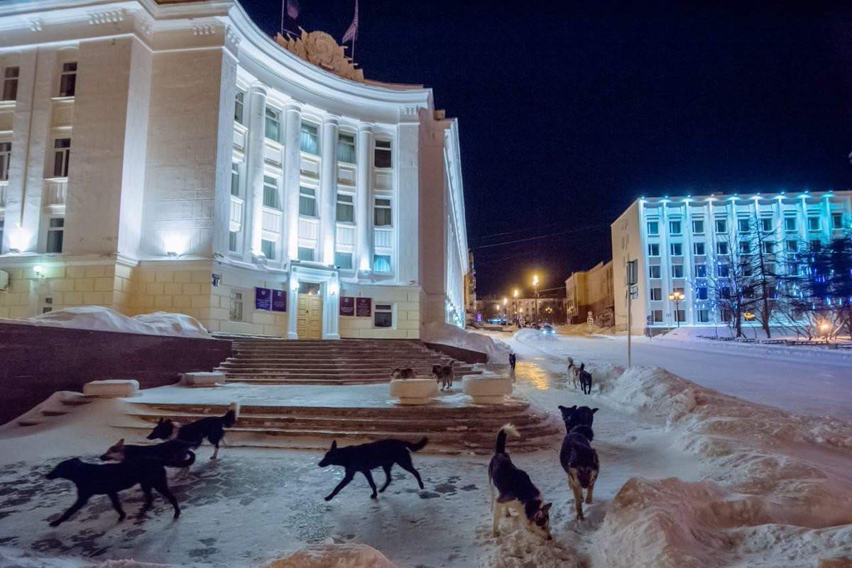 Мэрия Магадана сообщила о новых правилах отлова собак из-за нападений на детей