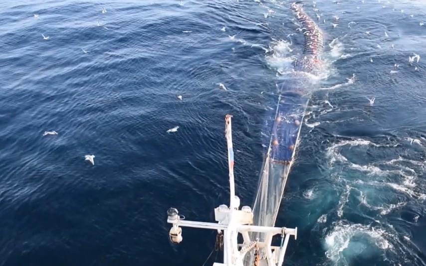 Охотское море под микроскопом: учёные проверяют возраст и состояние уловов