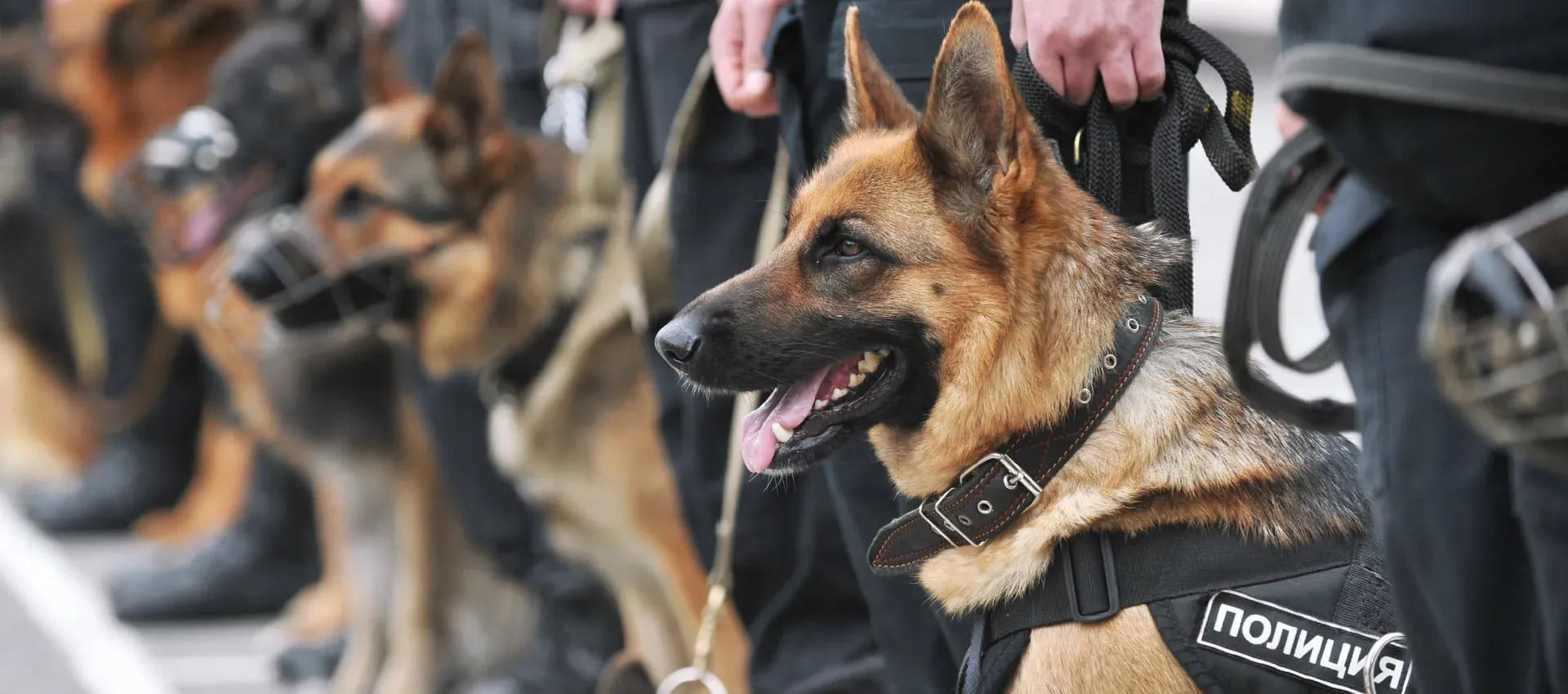 Путин разрешил служебным собакам настоящие наркотики