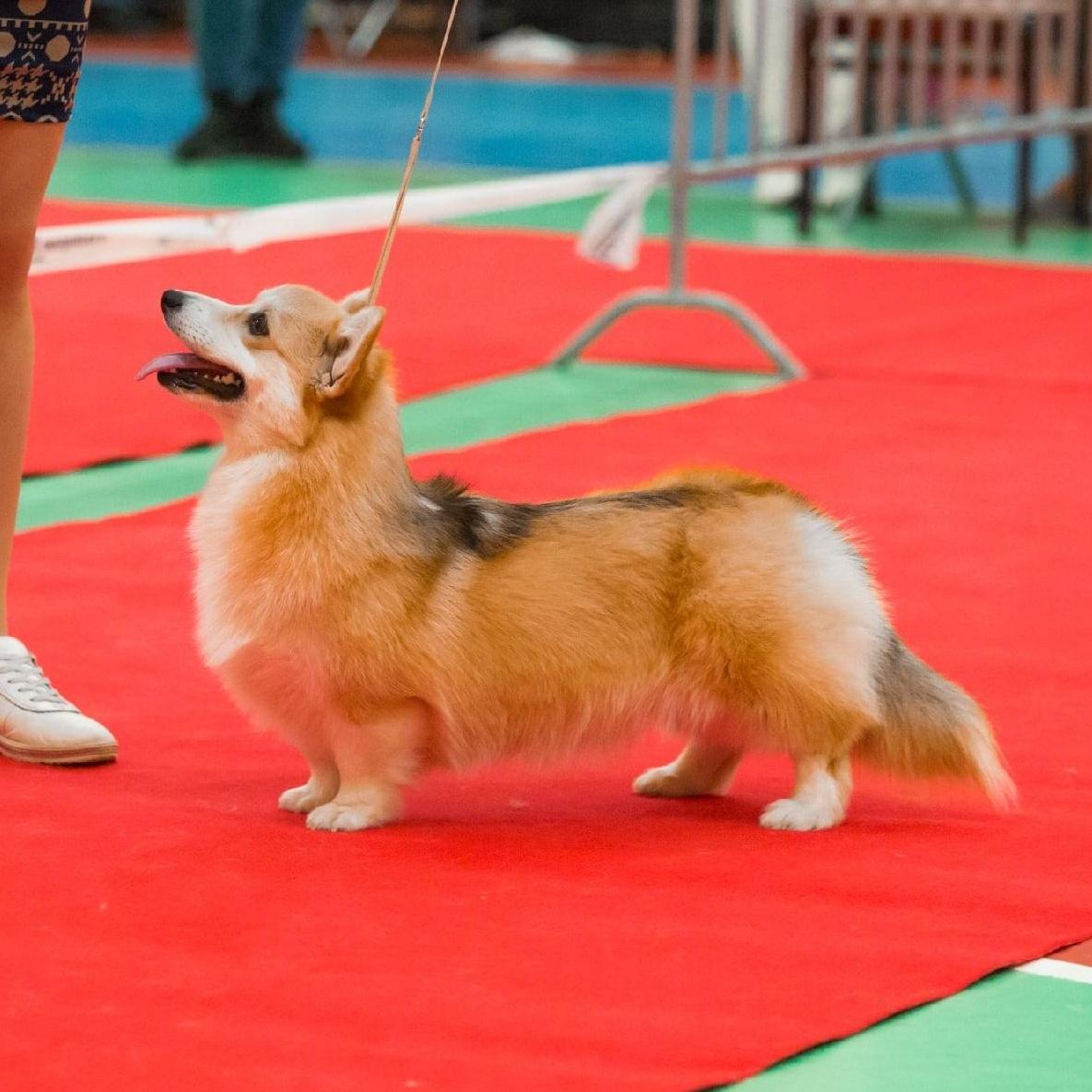 double image second part