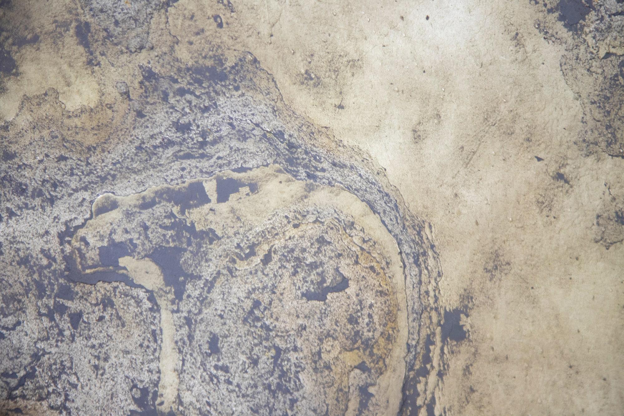 microscope preview