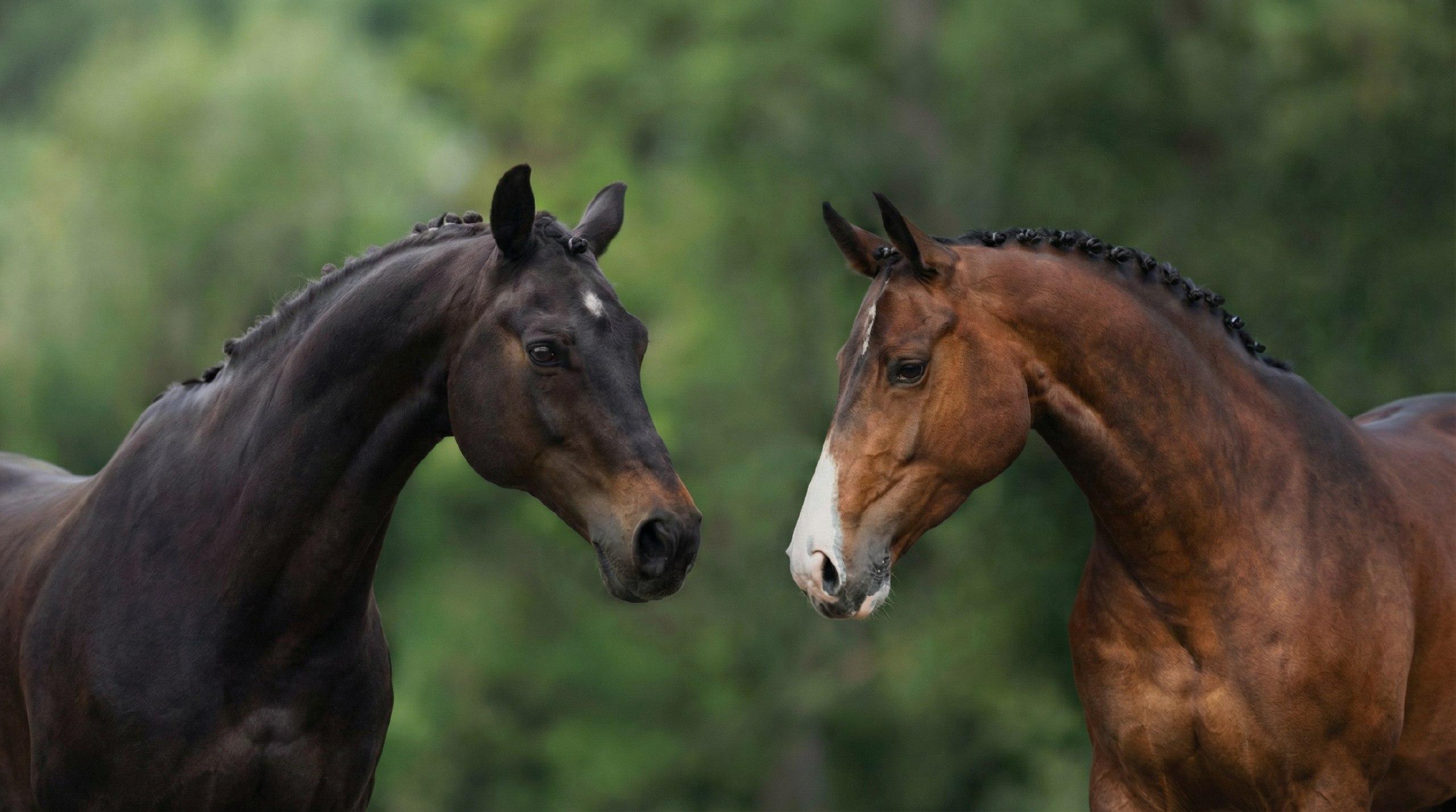 double image first part