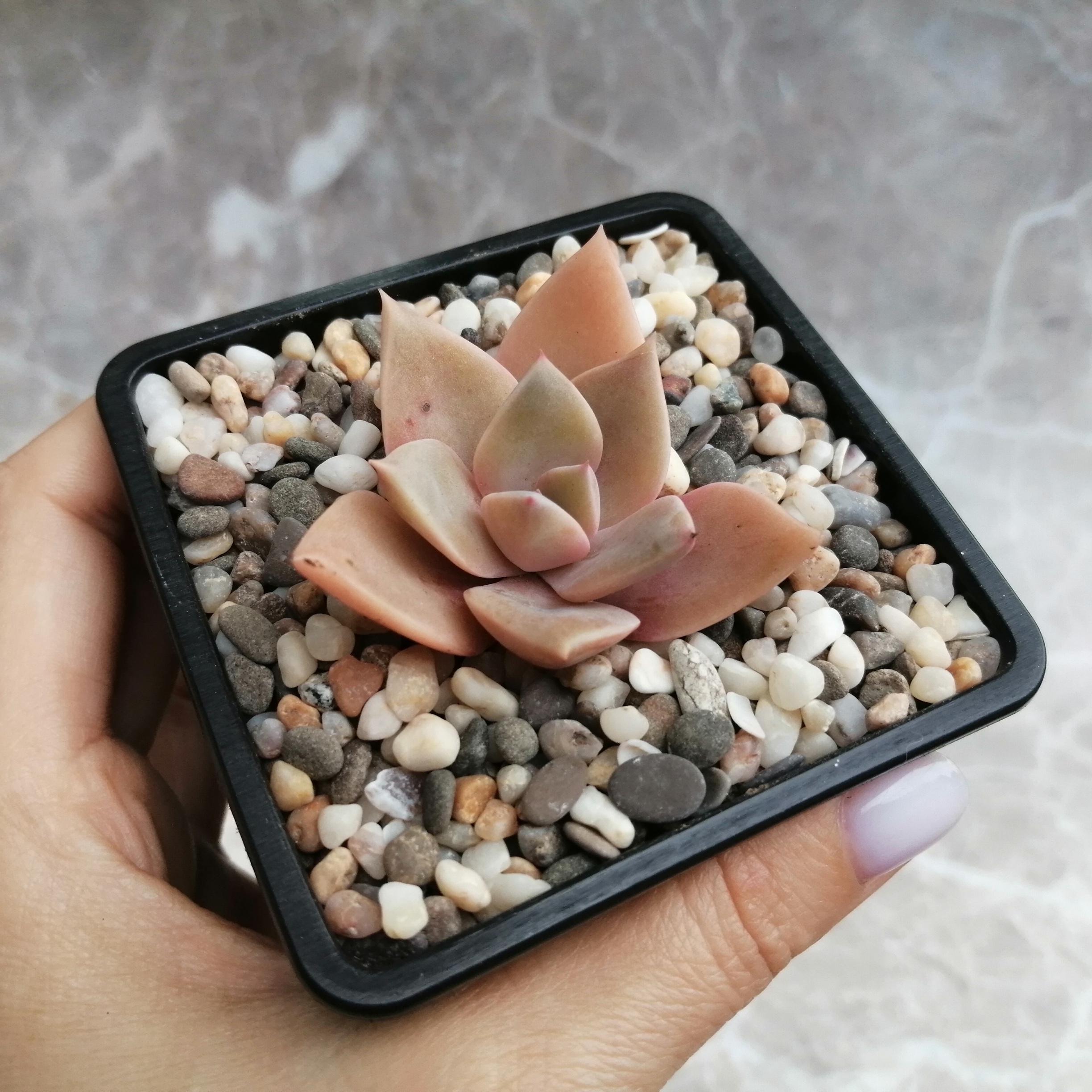goods image