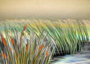 Тростники у воды