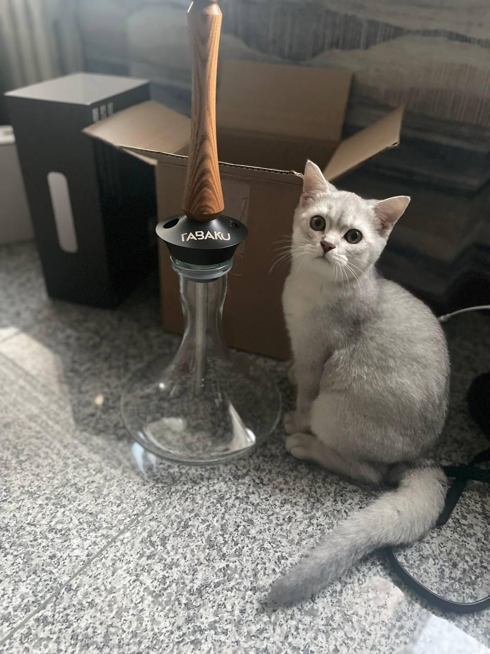 Кот кальянщик