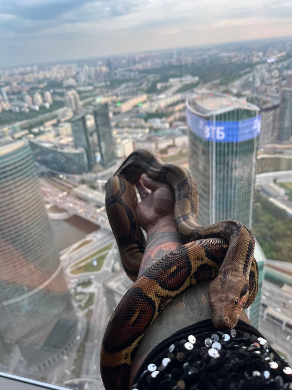 Змея на руке артиста AMStudio на фоне Москва-Сити — экзотическое животное из шоу «Треш-коробка» в Москве