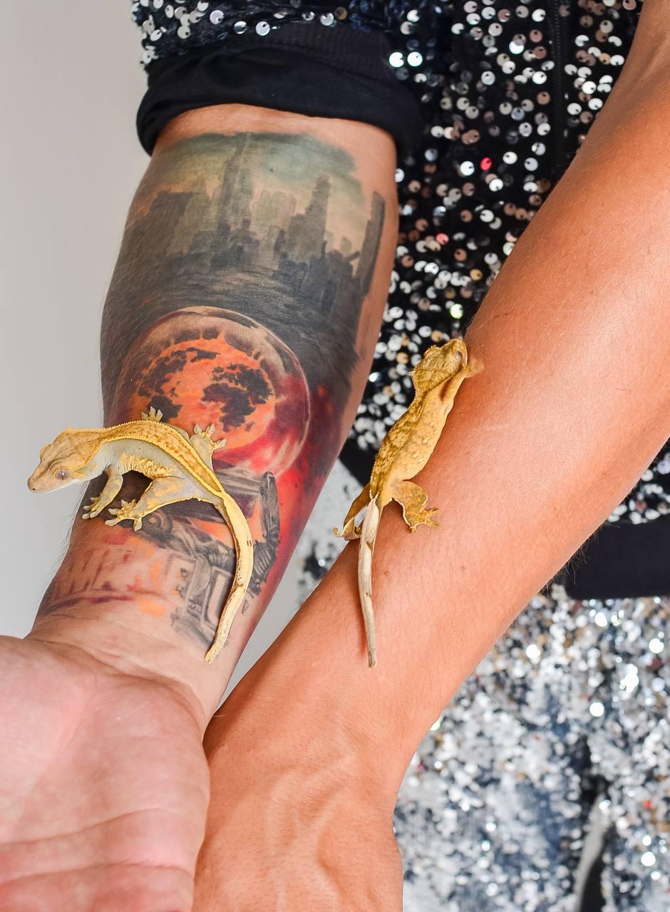 Две экзотические ящерицы бананоеды сидят на руке артиста шоу AMStudio — фото с программы «Треш-коробка» с животными в Москве