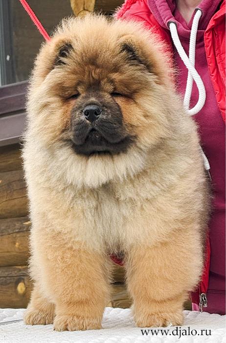 Осенний  Поцелуй Файер Сталкер (Сеня) - 1,5 месяца