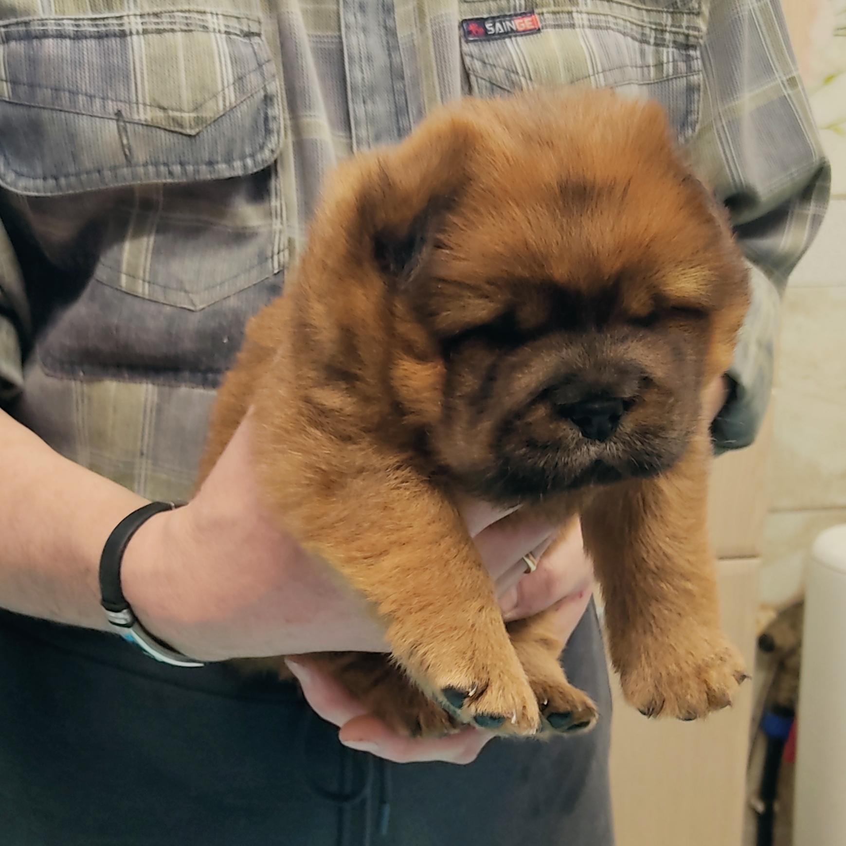 Клото Сани Анджонг