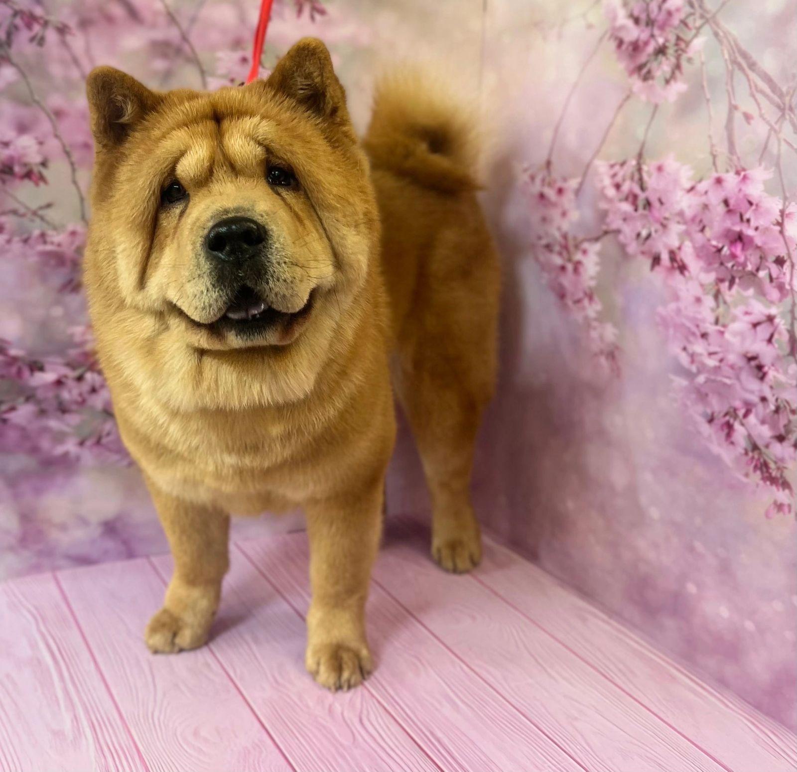 Клото Сантия Ли Мей 