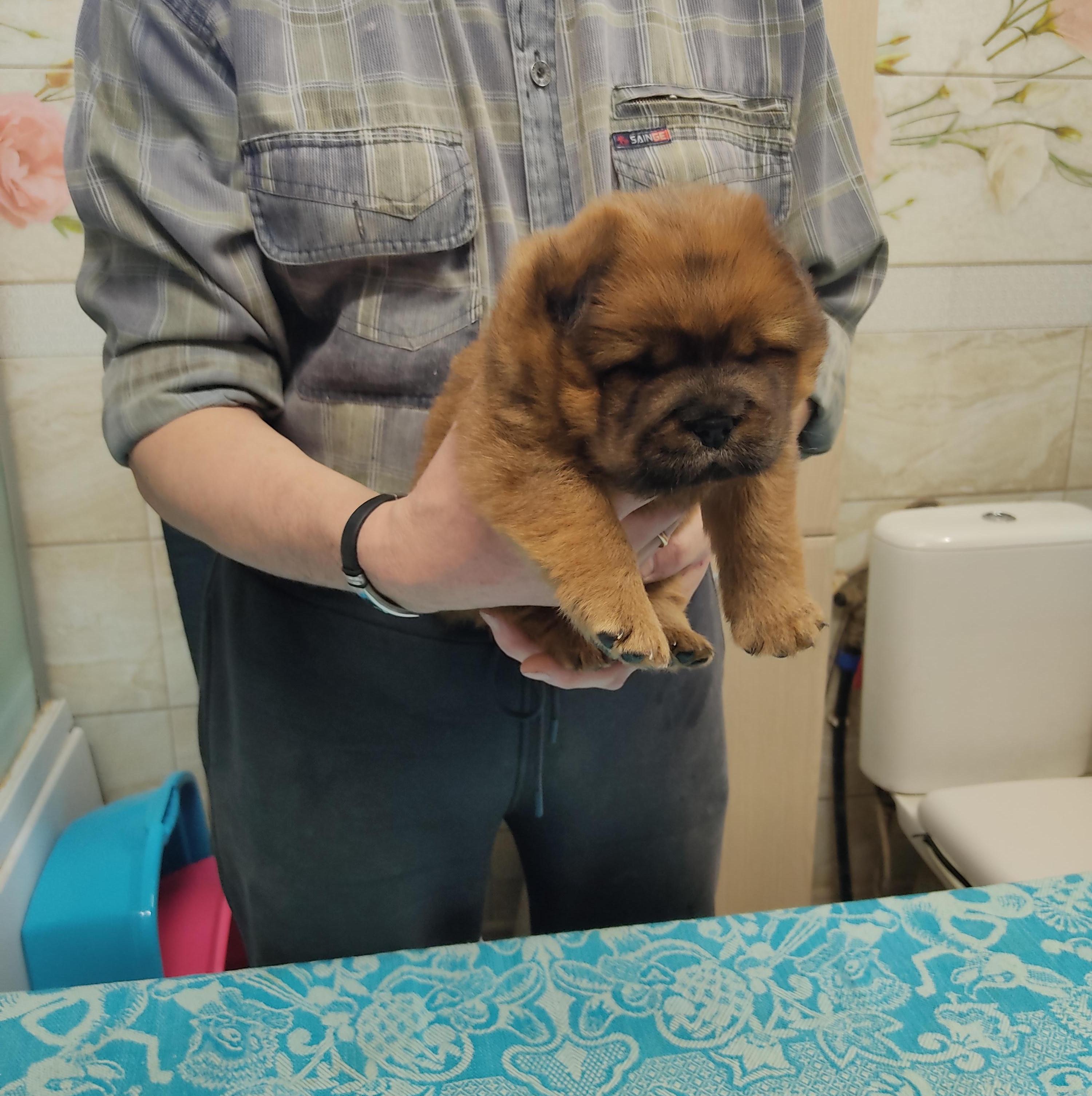 Клото Сани Анджонг