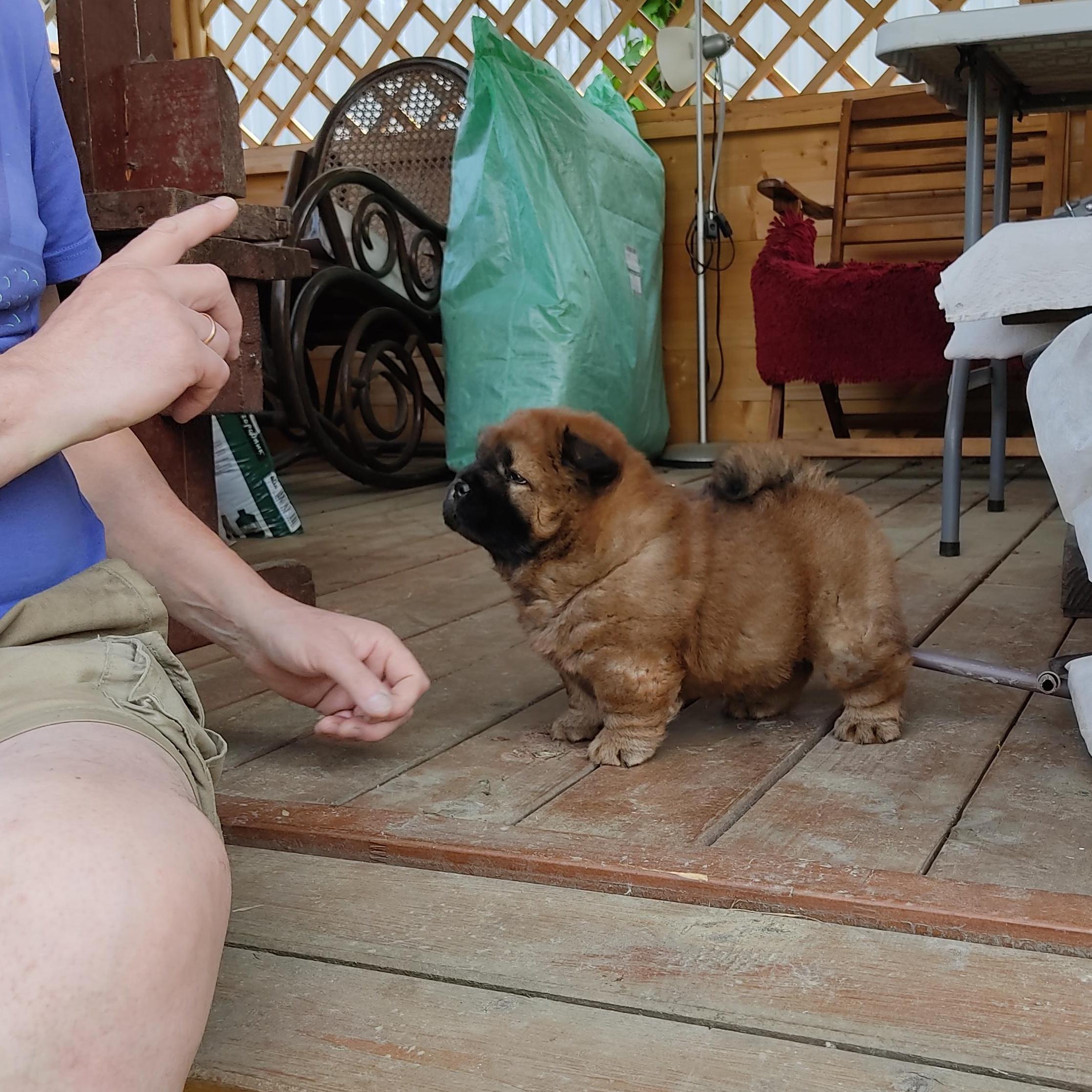 Клото Сани Анджонг