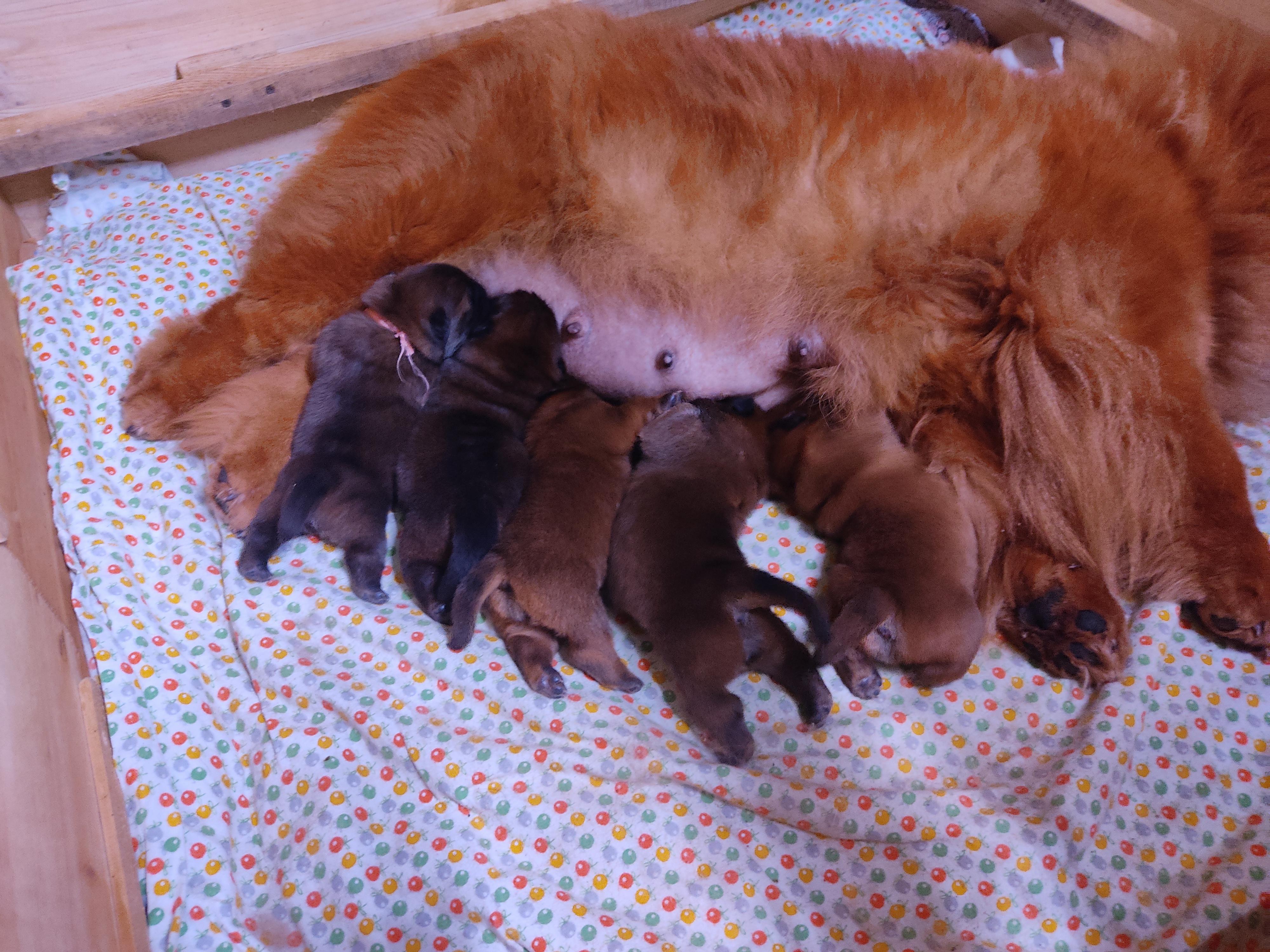 Клото Сани Анджонг