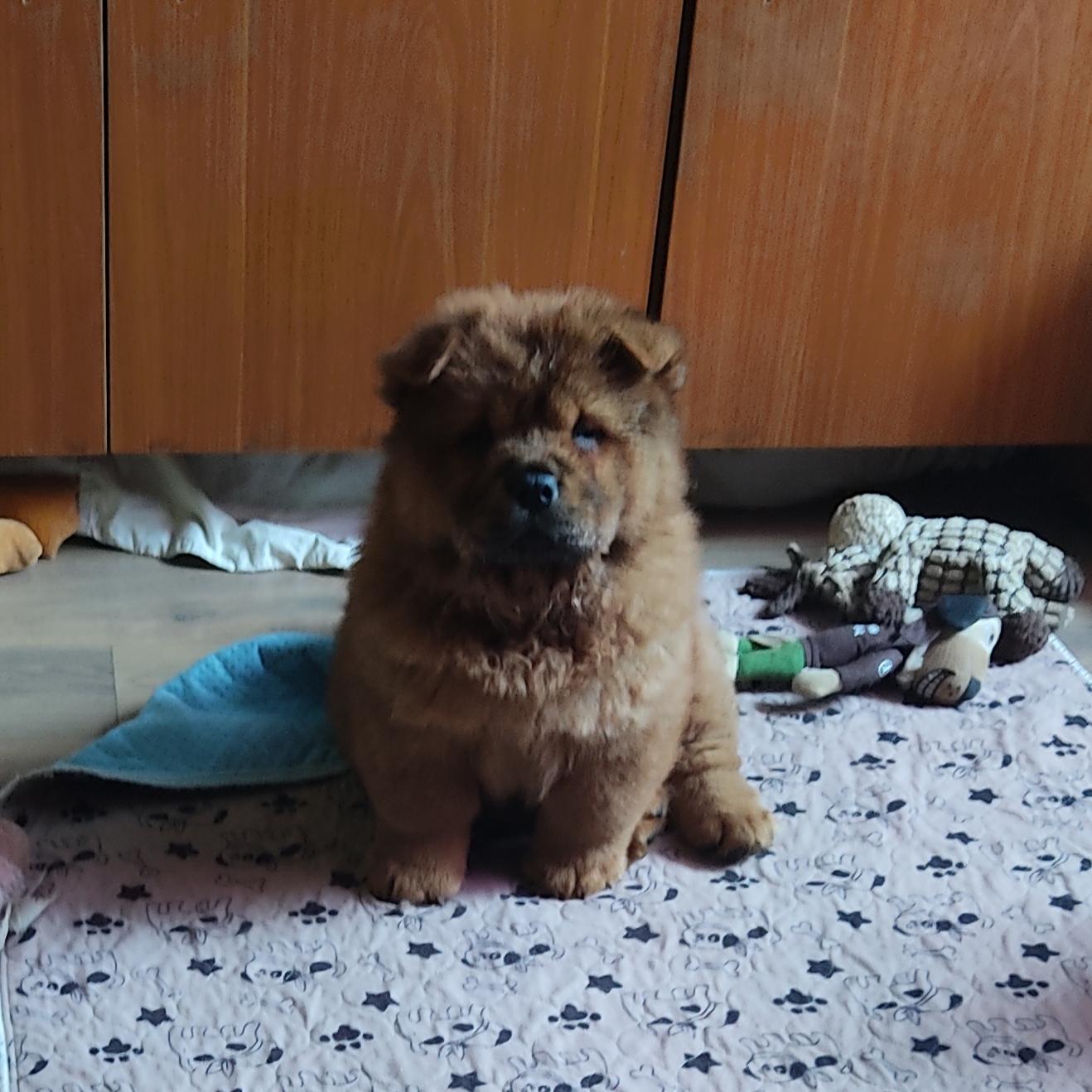 Клото Сани Анджонг