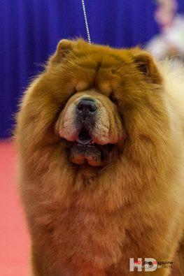 Сеня - 4 года -  Нижний Новгород  CACIB- 06.11.2016г. - отл.1, CW, ЛК, ЛПП