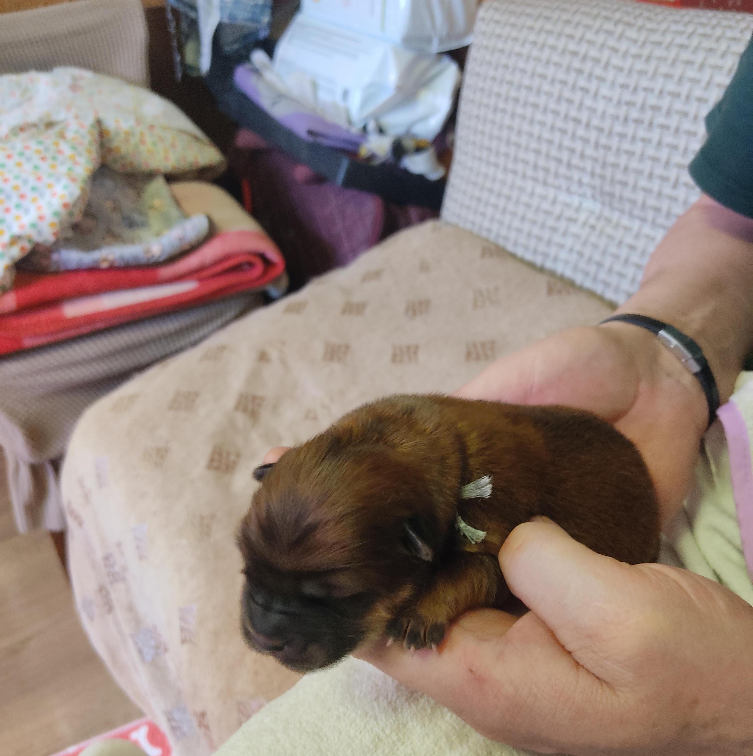 Клото Сани Анджонг