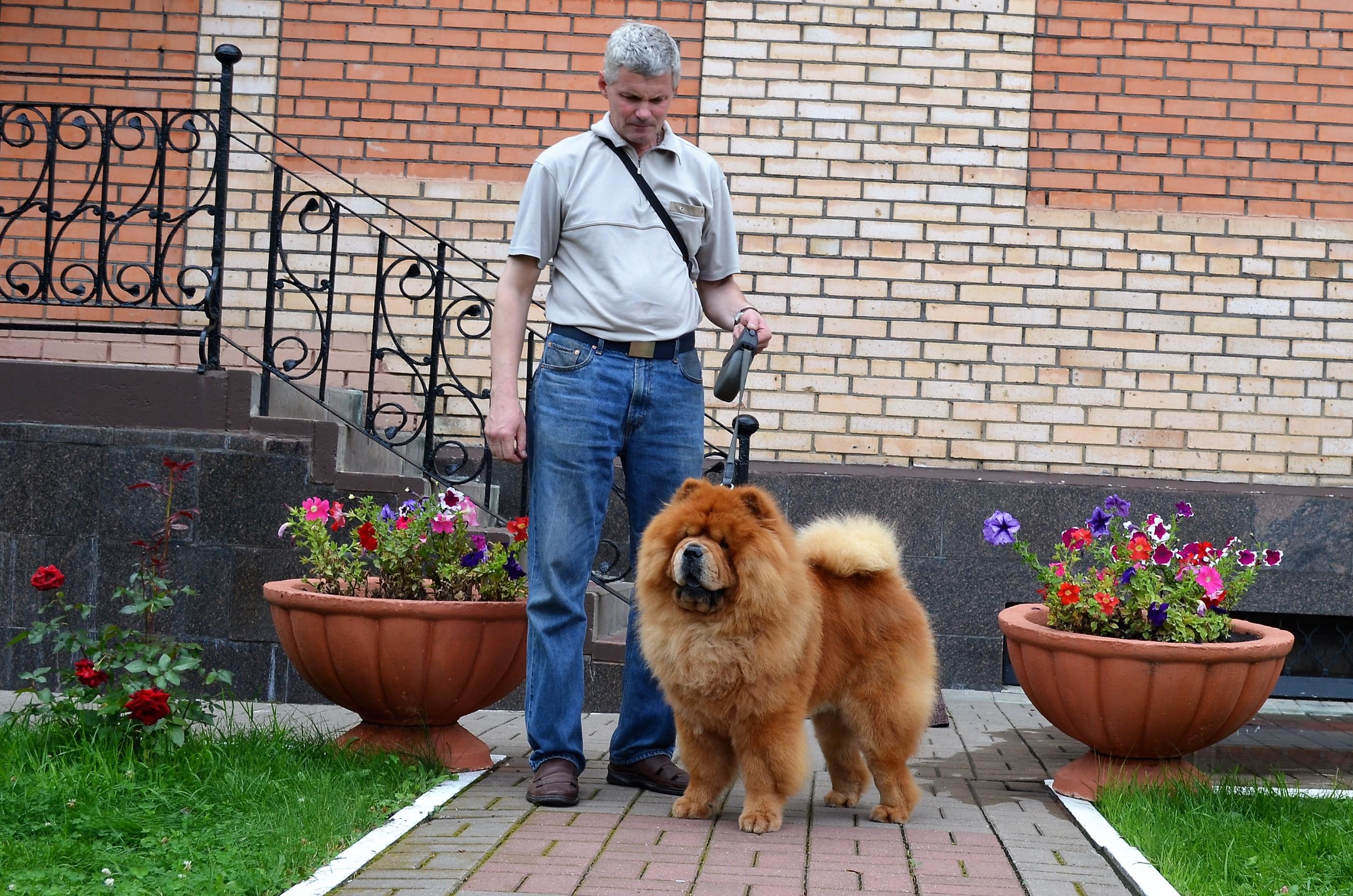 Сеня - 4,5 года -  Курск-2017 - 30.07.2017г. - отл. 2