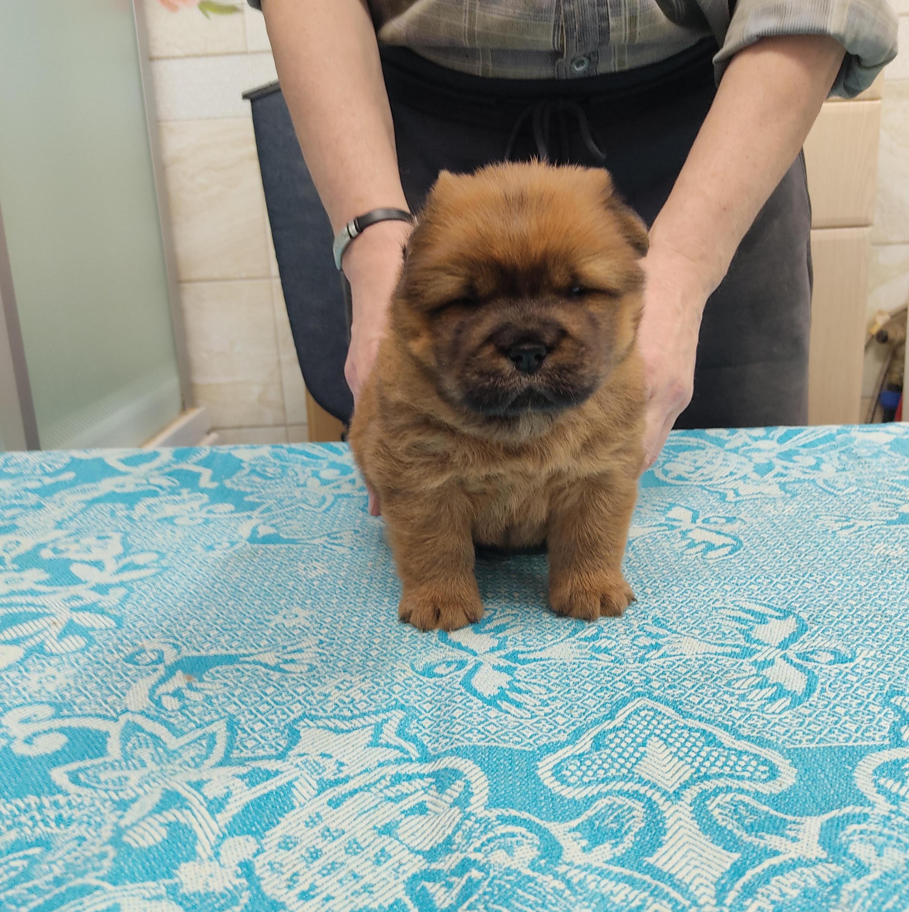 Клото Сани Анджонг