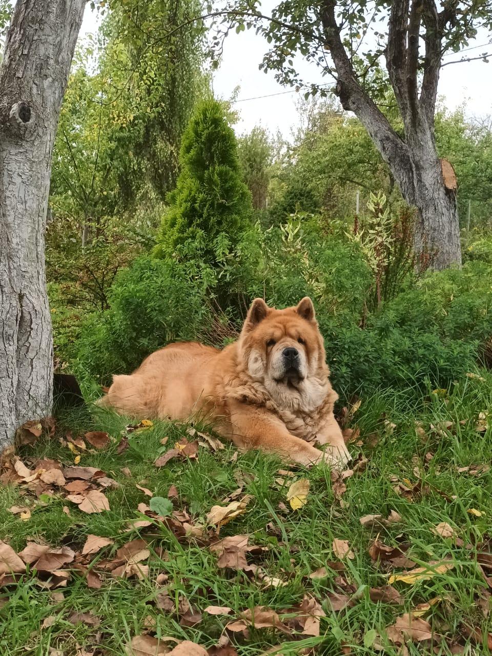 KLOTO BRIZARD MARIYA (Маша)