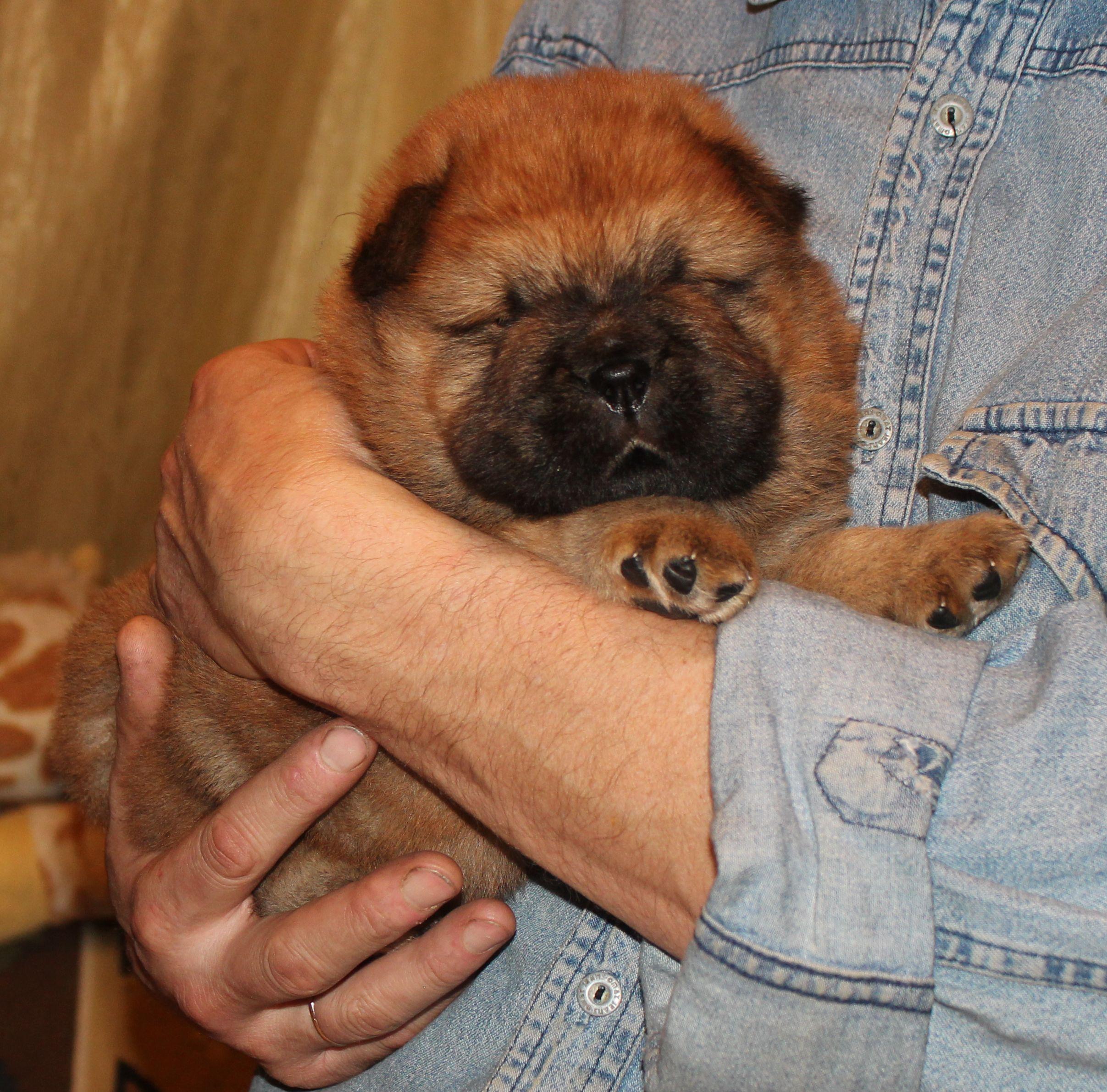 Клото Сани Анджонг