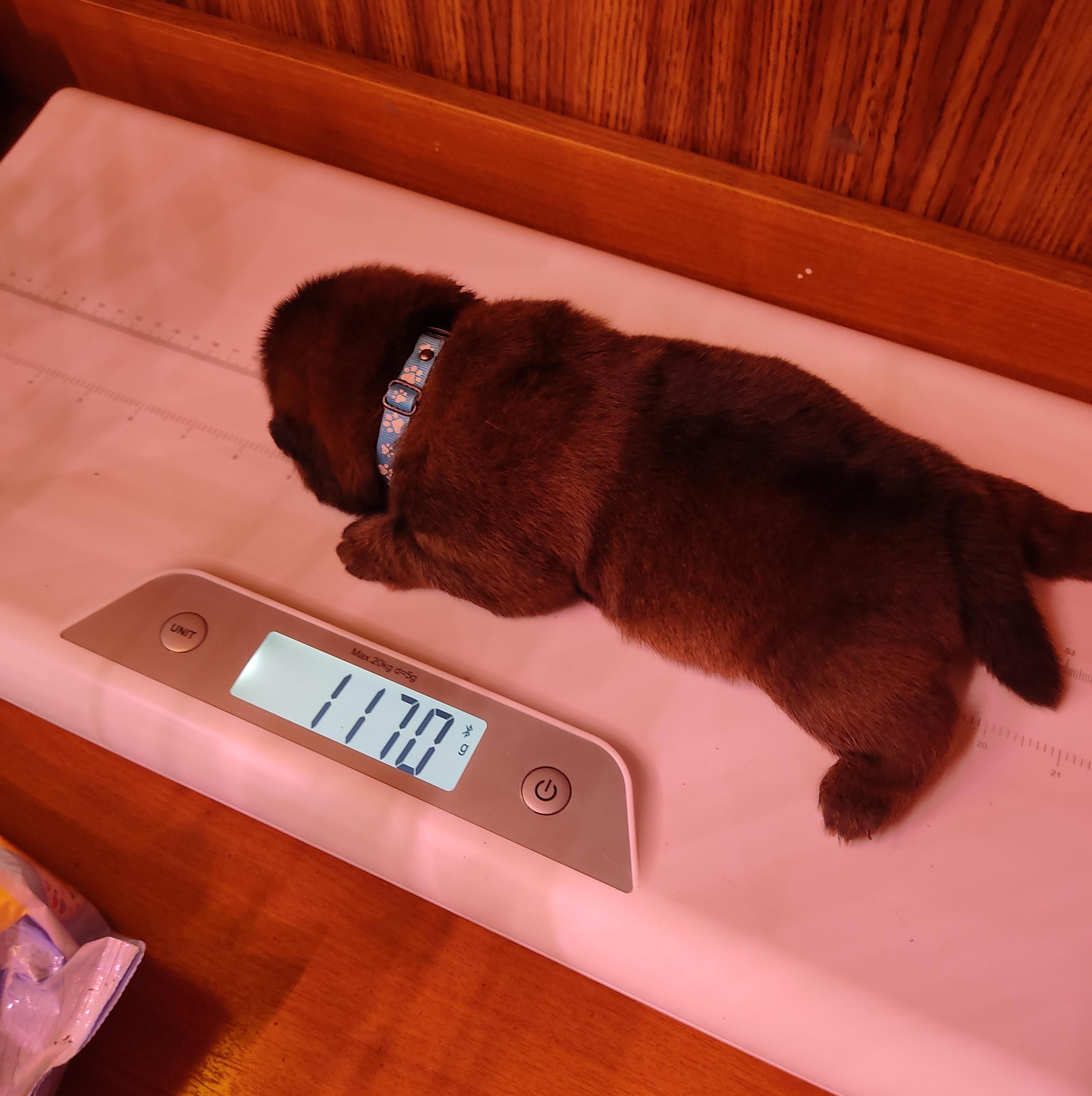 Клото Сани Анджонг