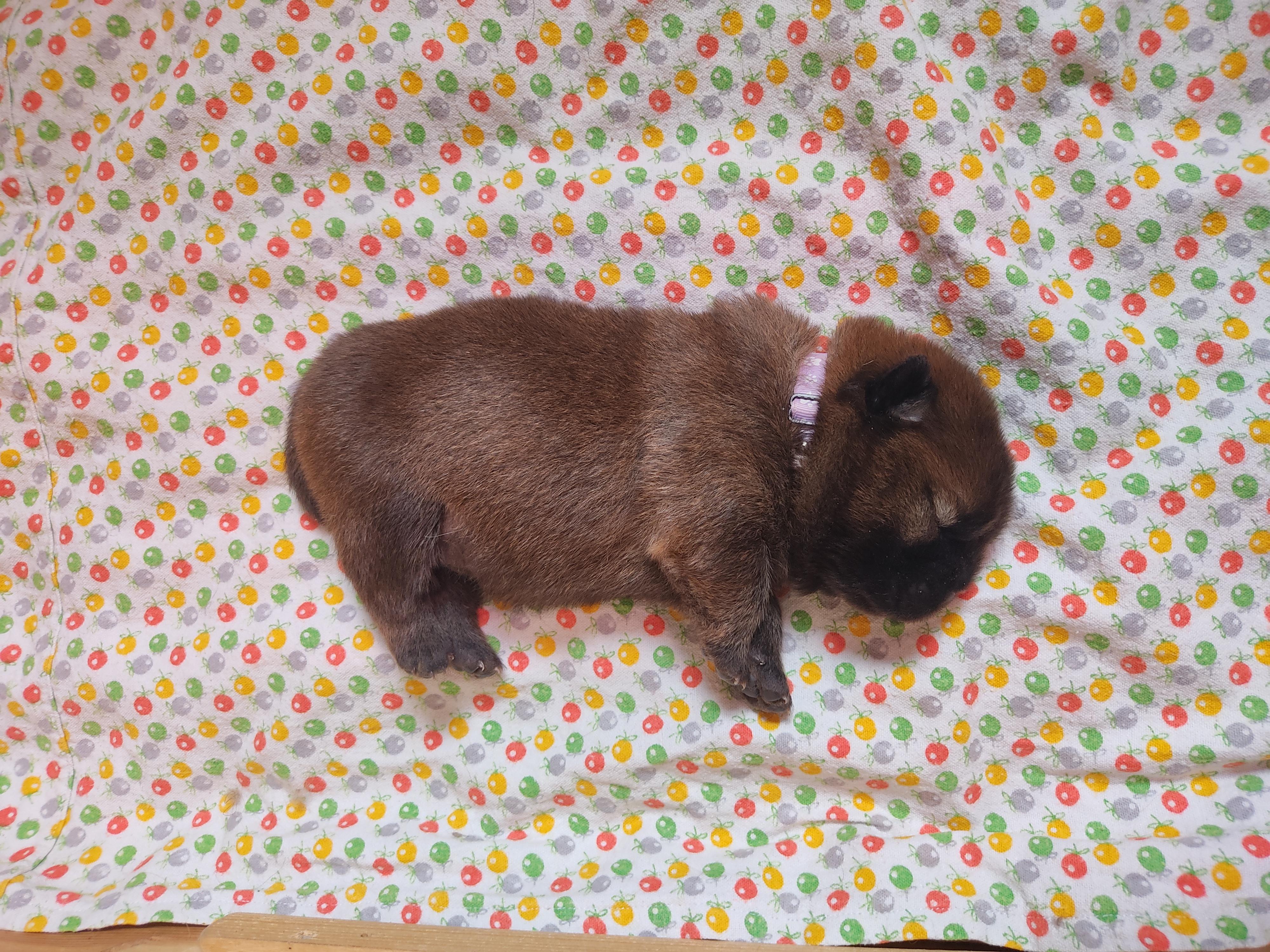 Клото Сани Анджонг