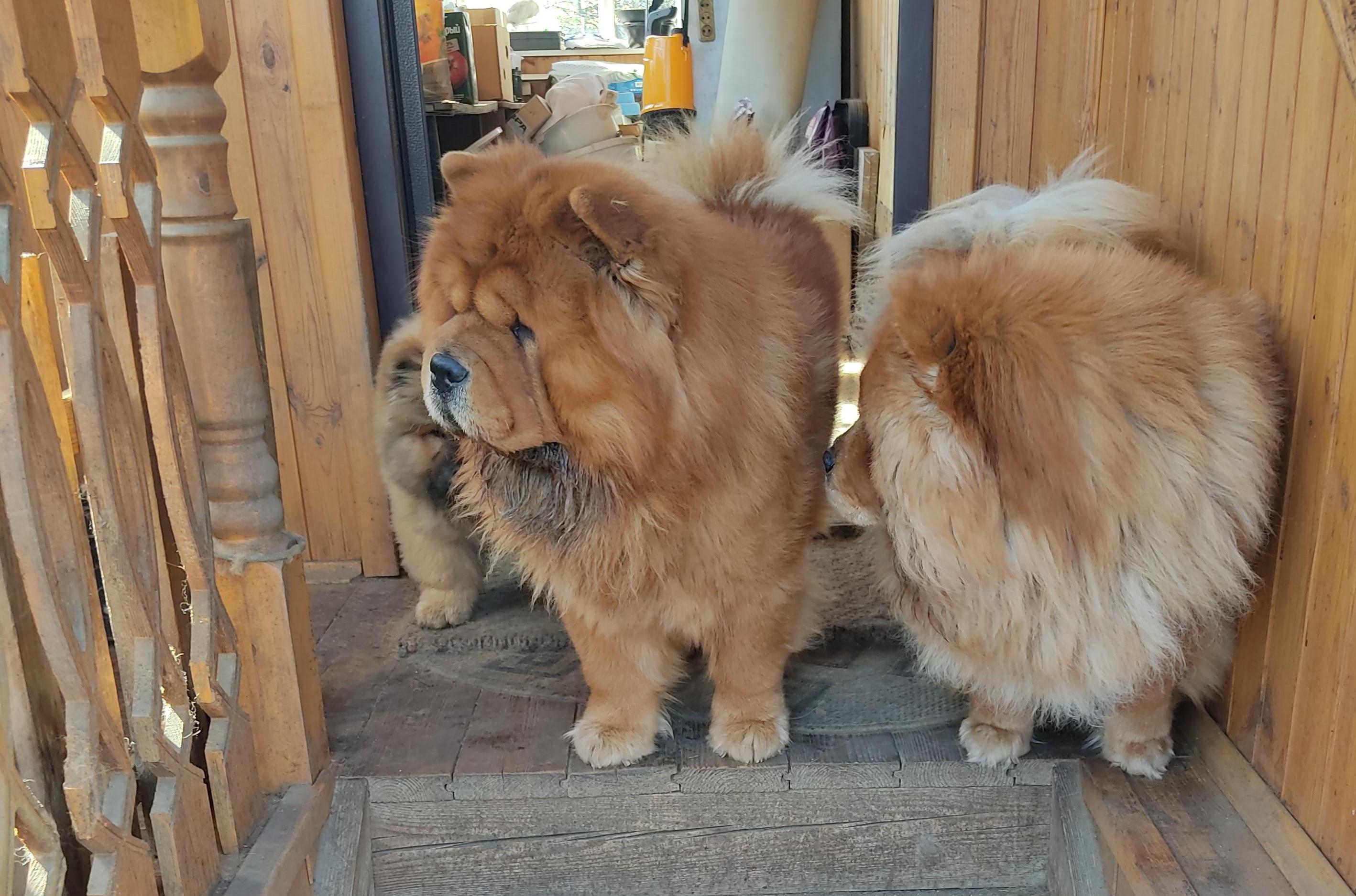 Сеня - 2,5 года - Евразия-2015 - 21.03.2015г. - отл. 3