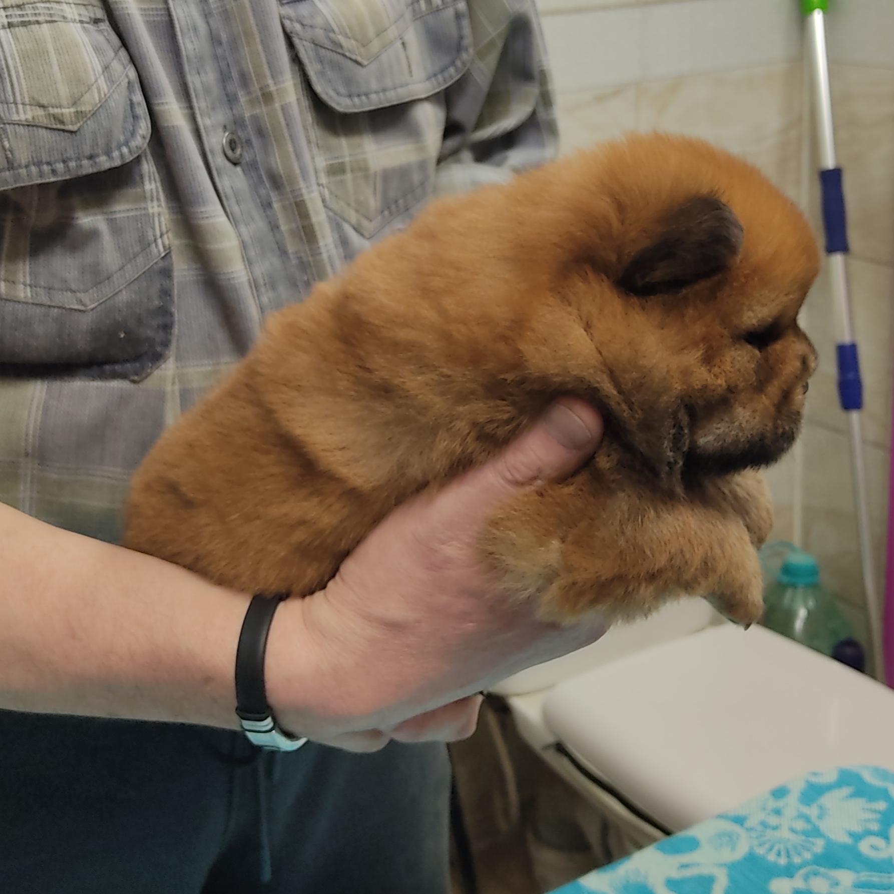 Клото Сани Анджонг