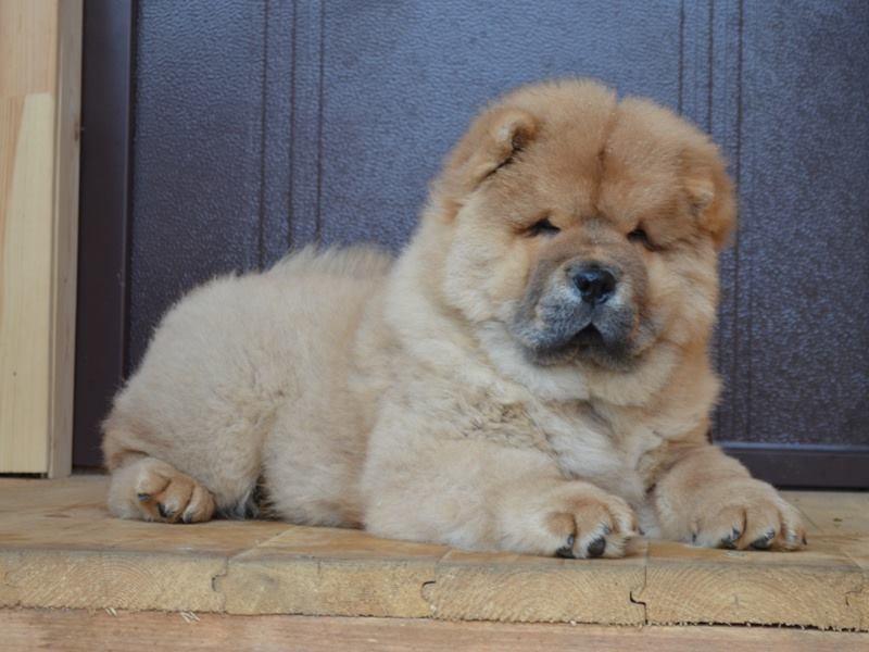 Клото Сани Анжджонг