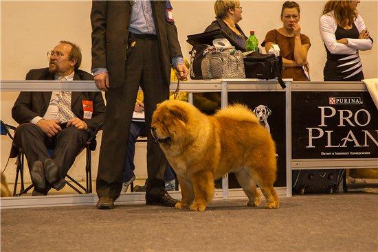 Сеня - 12 месяцев - моно "Золотое Руно-2013" Нижний Новгород 04.11.2013  - отл.-2,  R-CW, СС