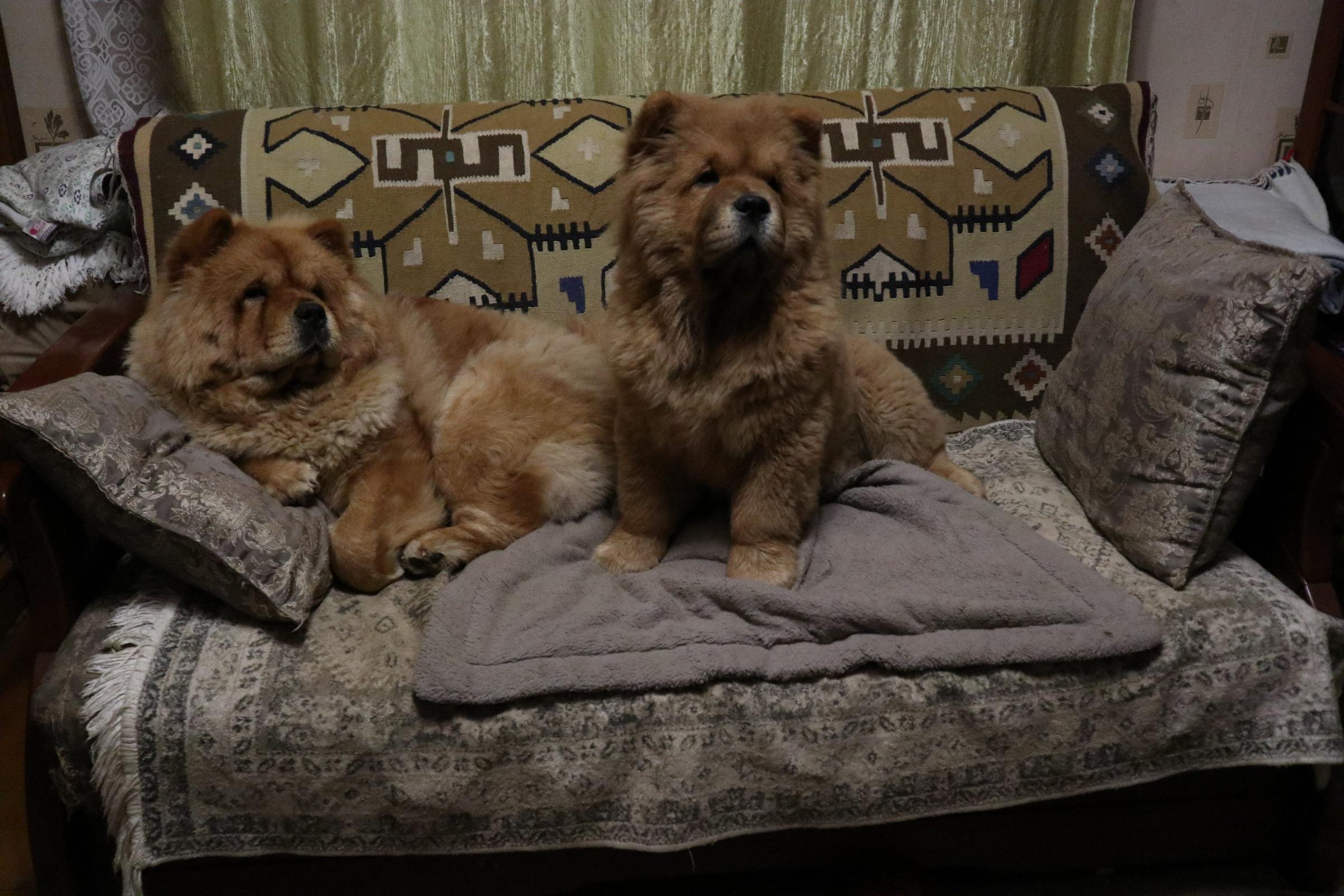 Осенний  Поцелуй Файер Сталкер (Сеня) - 1,5 месяца