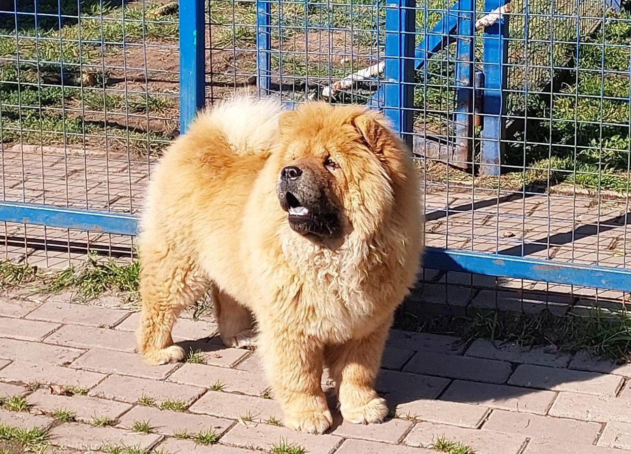 Клото Сантия Ли Мей 