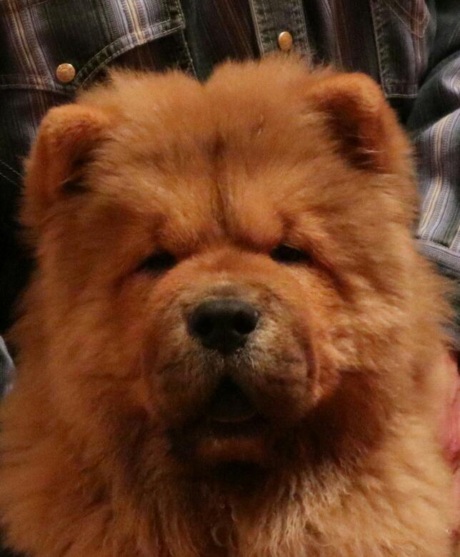 Осенний  Поцелуй Файер Сталкер (Сеня) - 1,5 месяца