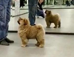 Осенний  Поцелуй Файер Сталкер (Сеня) - 1,5 месяца