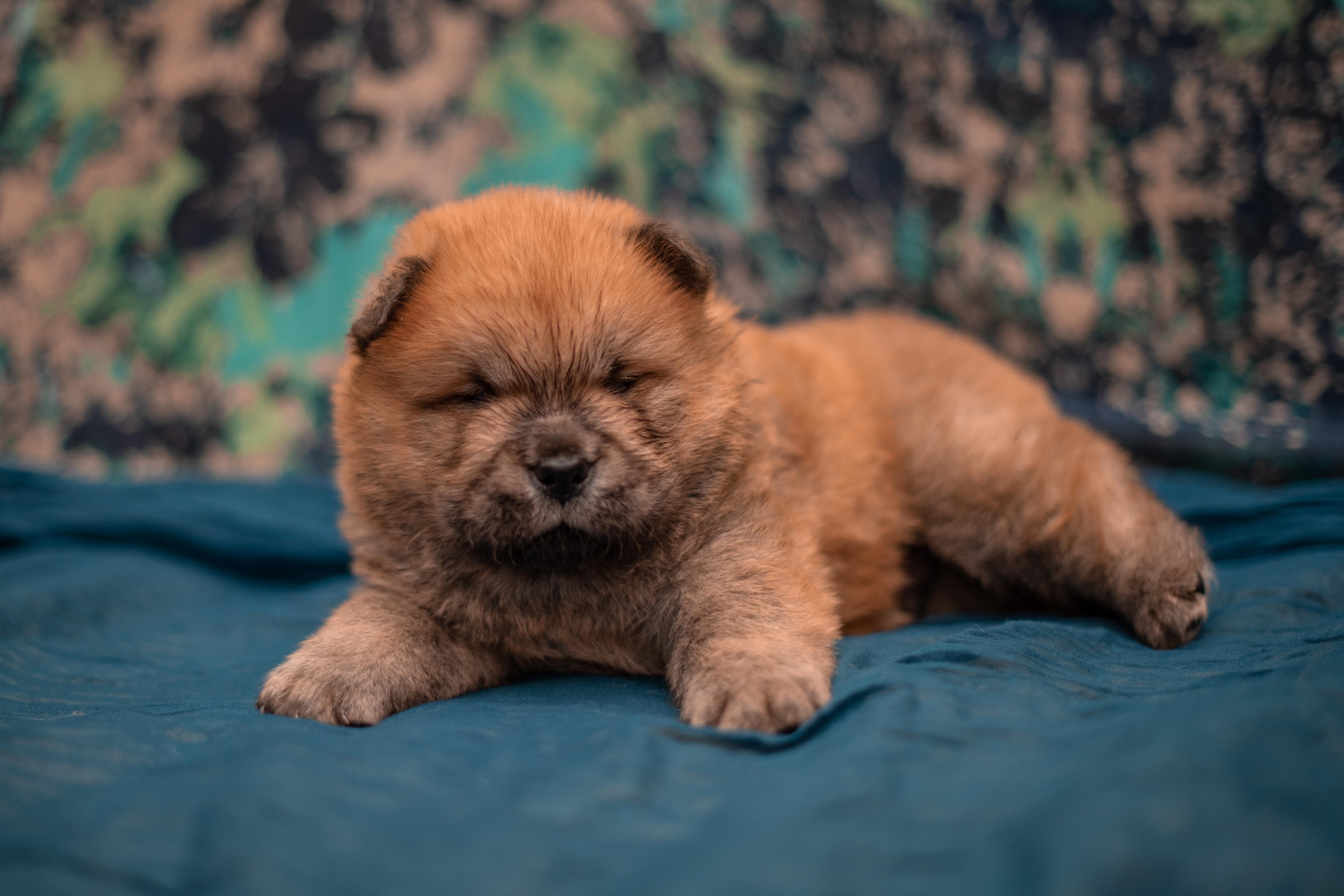 Клото Сани Анджонг