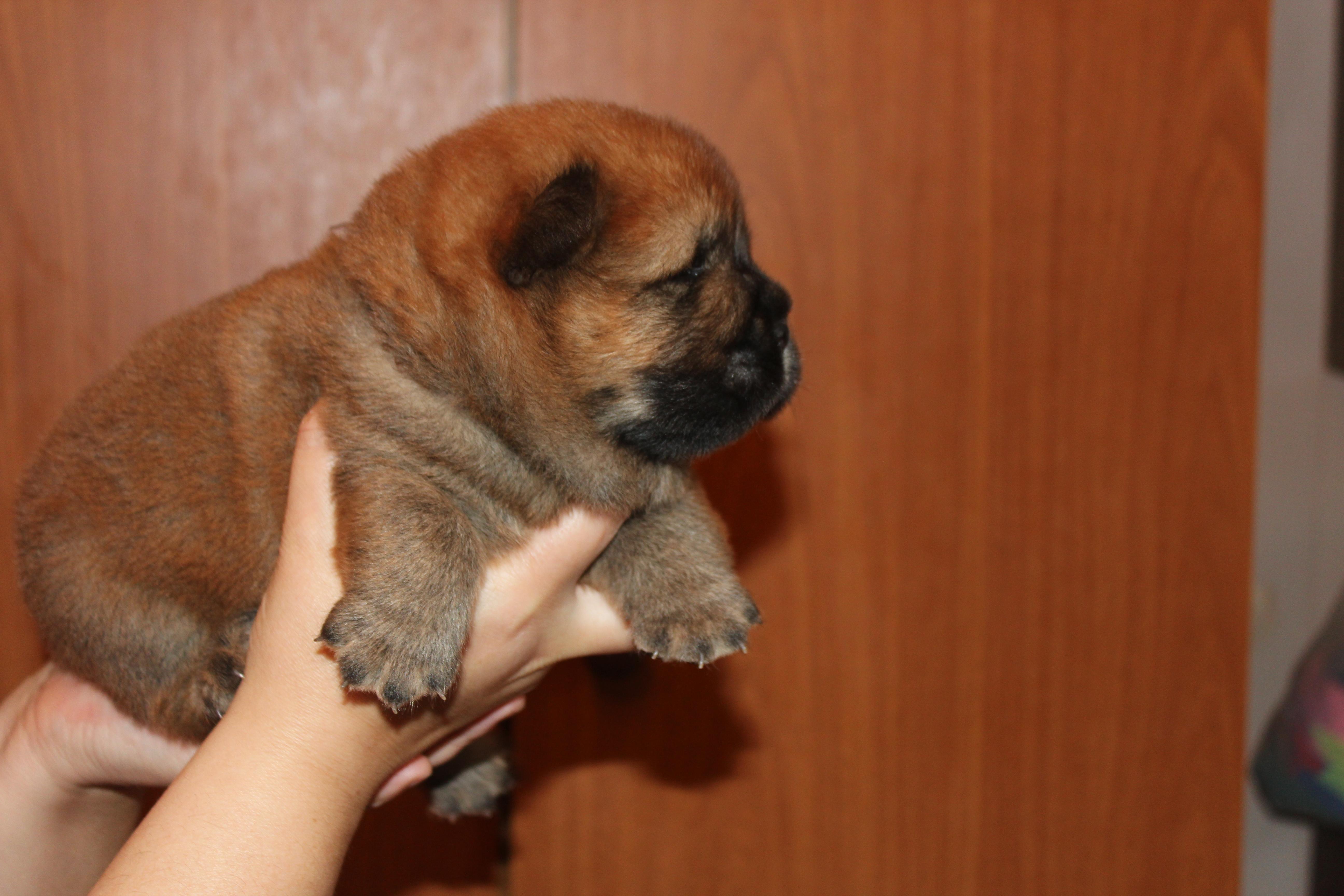 Клото Сани Анджонг