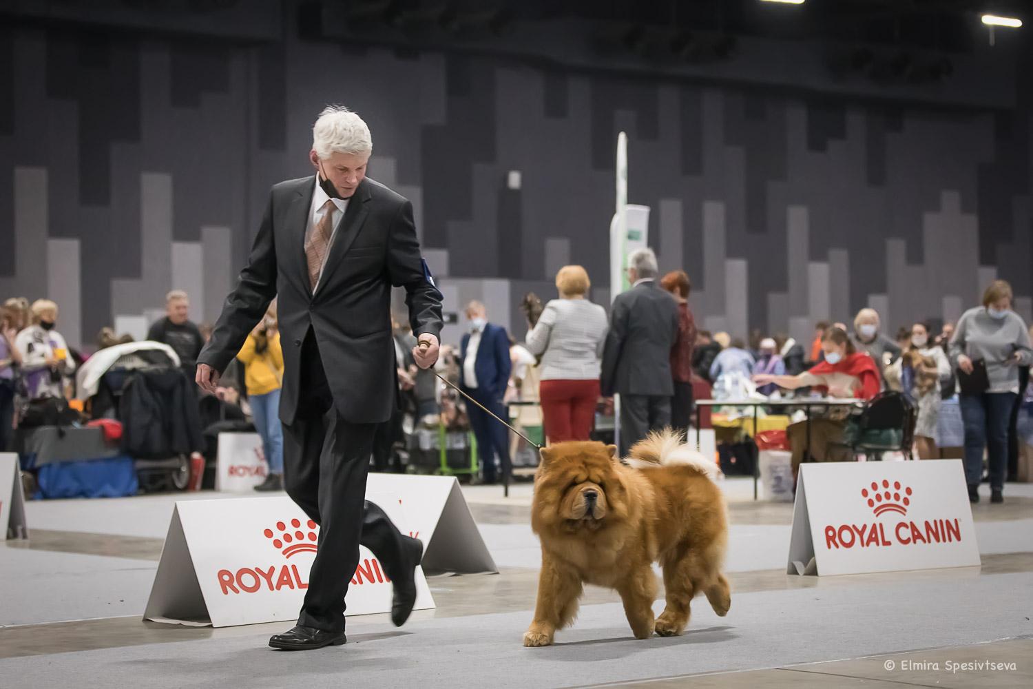 Сеня - 2,5 года - Евразия-2015 - 21.03.2015г. - отл. 3