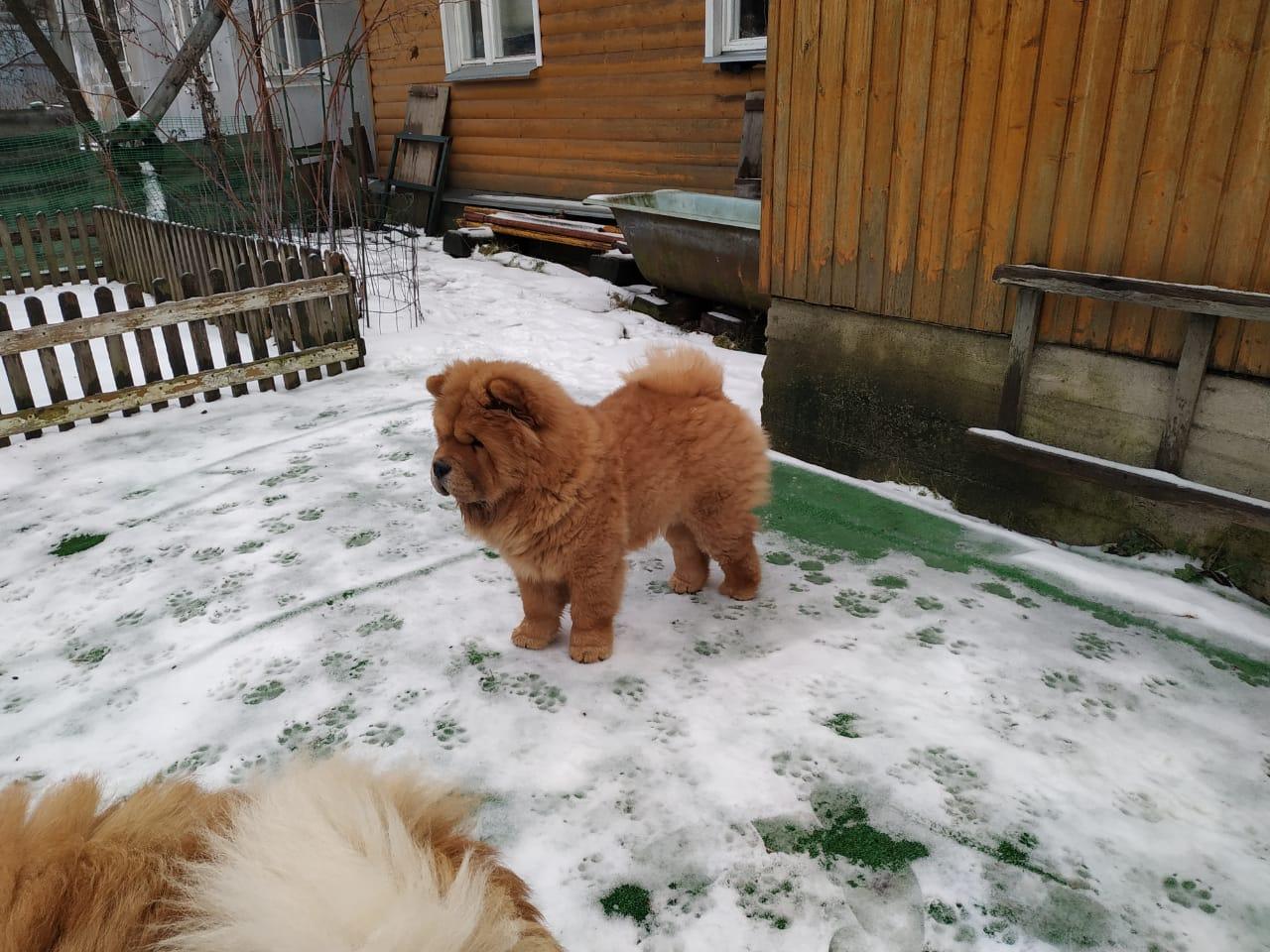 Осенний  Поцелуй Файер Сталкер (Сеня) - 1,5 месяца