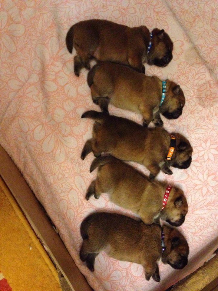 Клото Сантия Ли Мей 