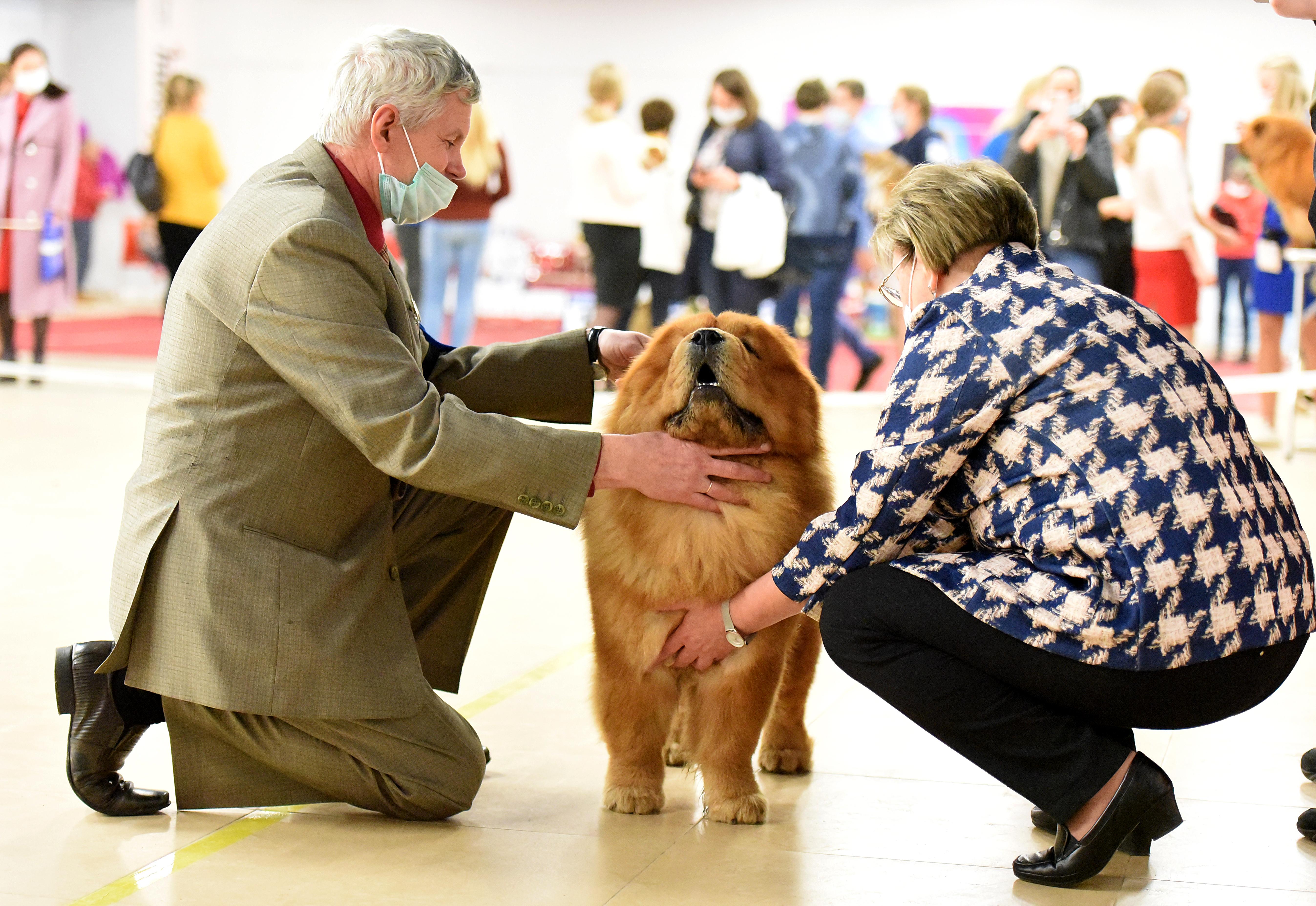 Сеня - 15 месяцев - Фауна - 08.02.2014 - отл., CW, САС, ЧФ