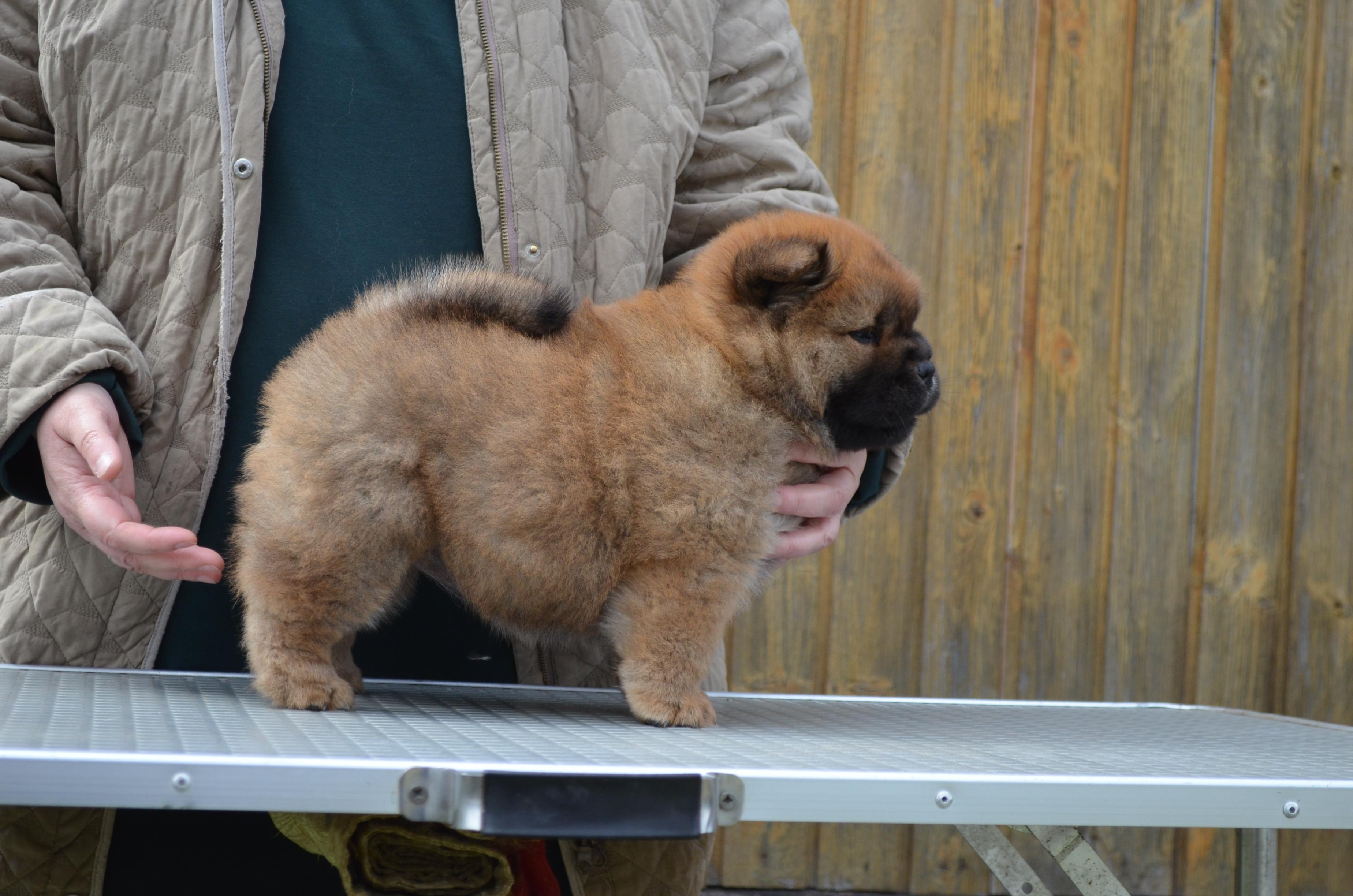 Клото Сани Анджонг