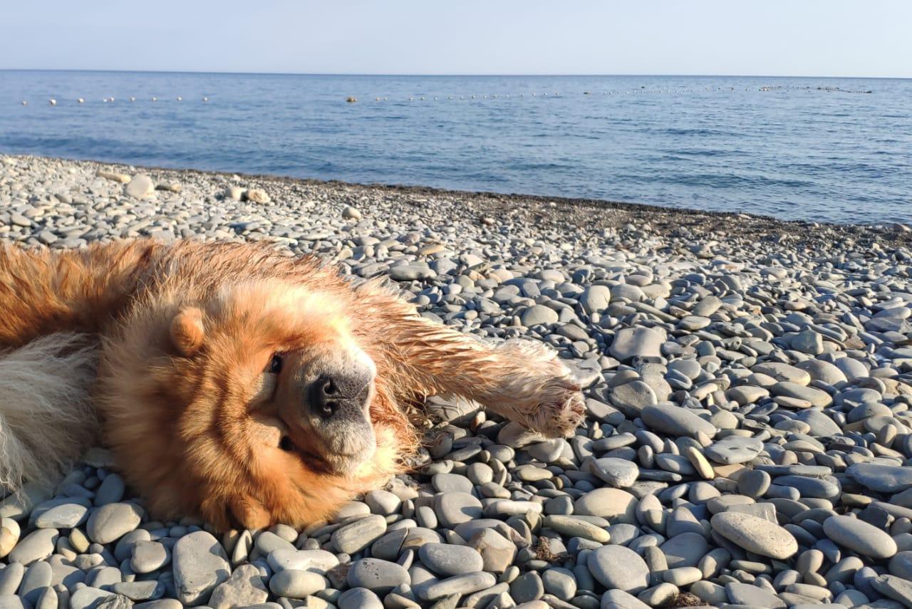 Клото Сантия Ли Мей 