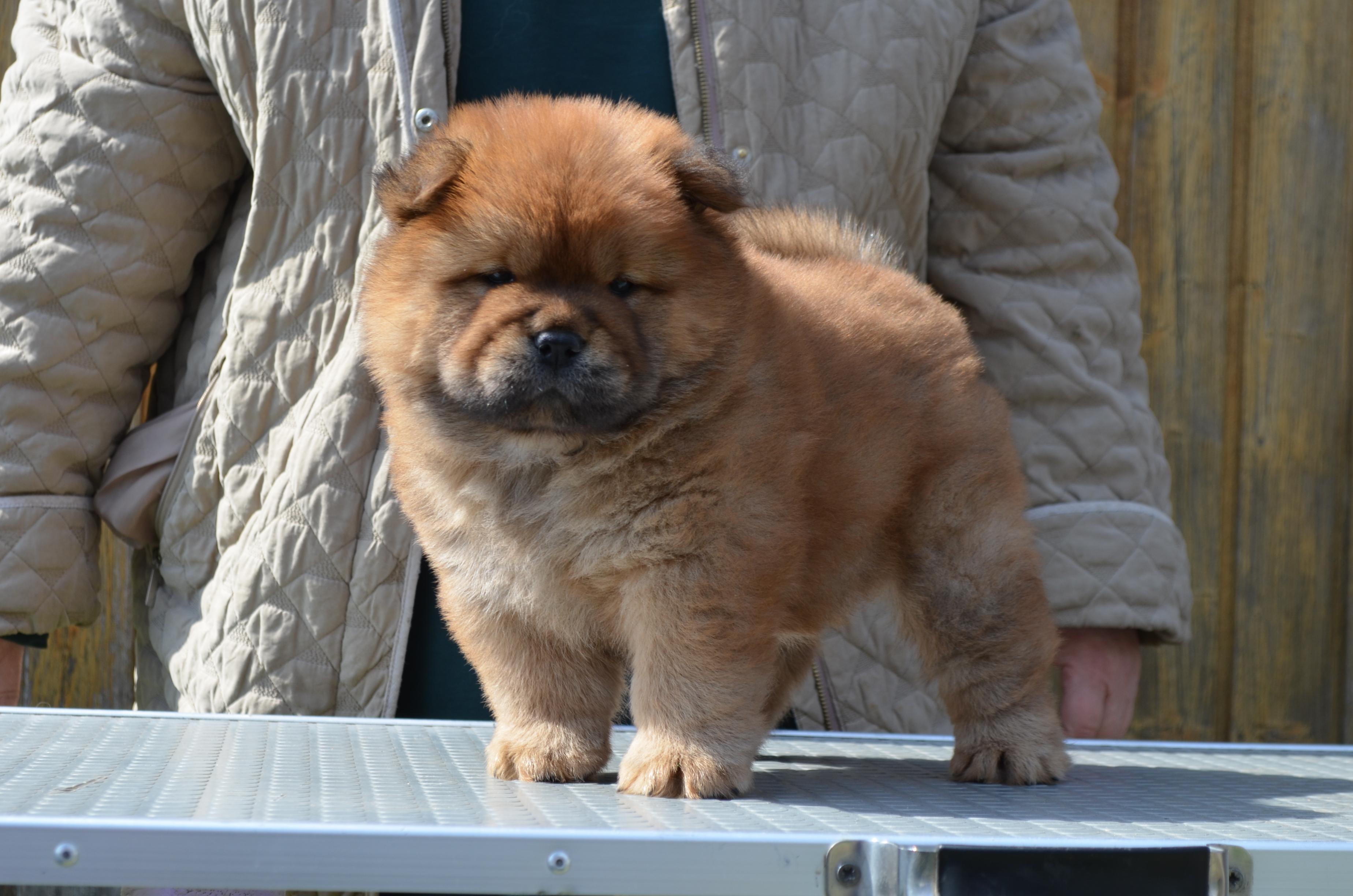 Клото Сани Анджонг