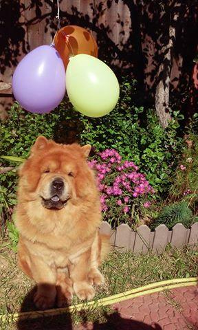 Клото Сильвия Мин Чжу